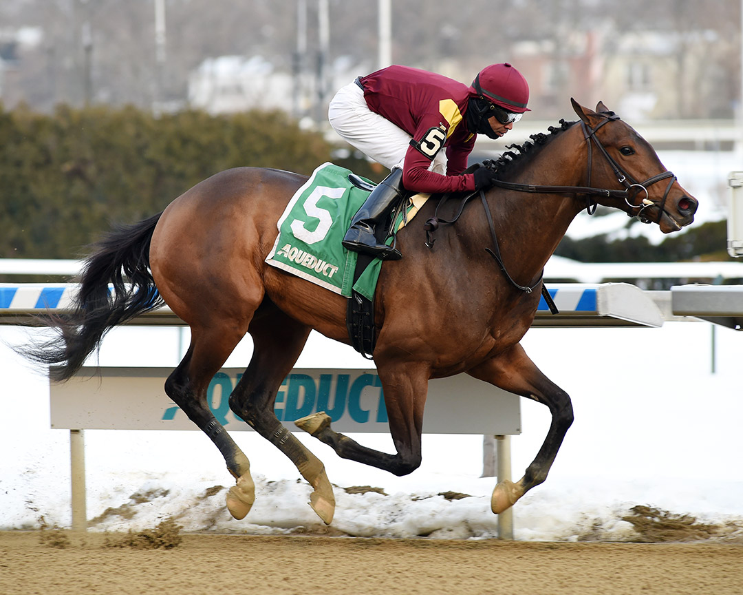Nicky the Vest wins the 2021 Gander Stakes at Aqueduct