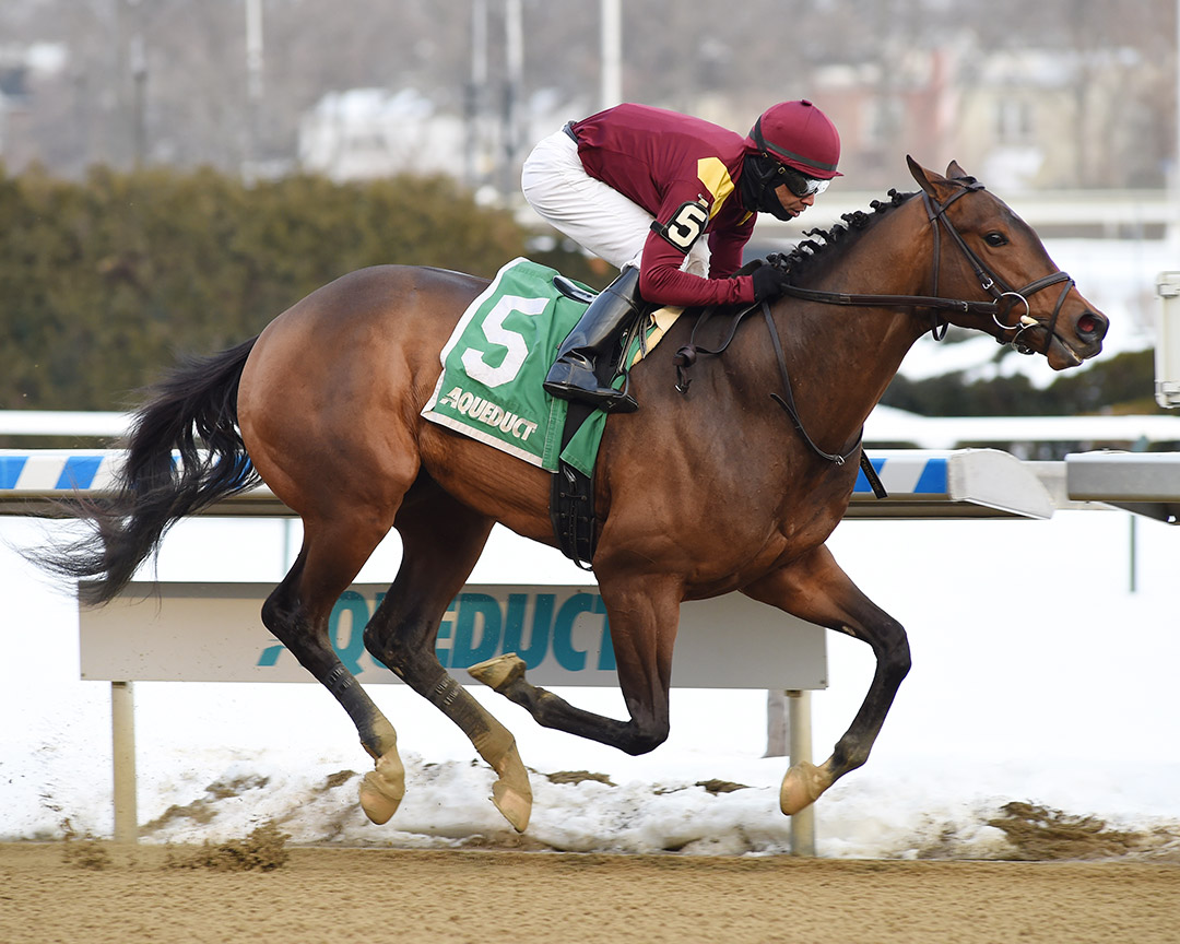 Nicky the Vest wins the 2021 Gander Stakes at Aqueduct