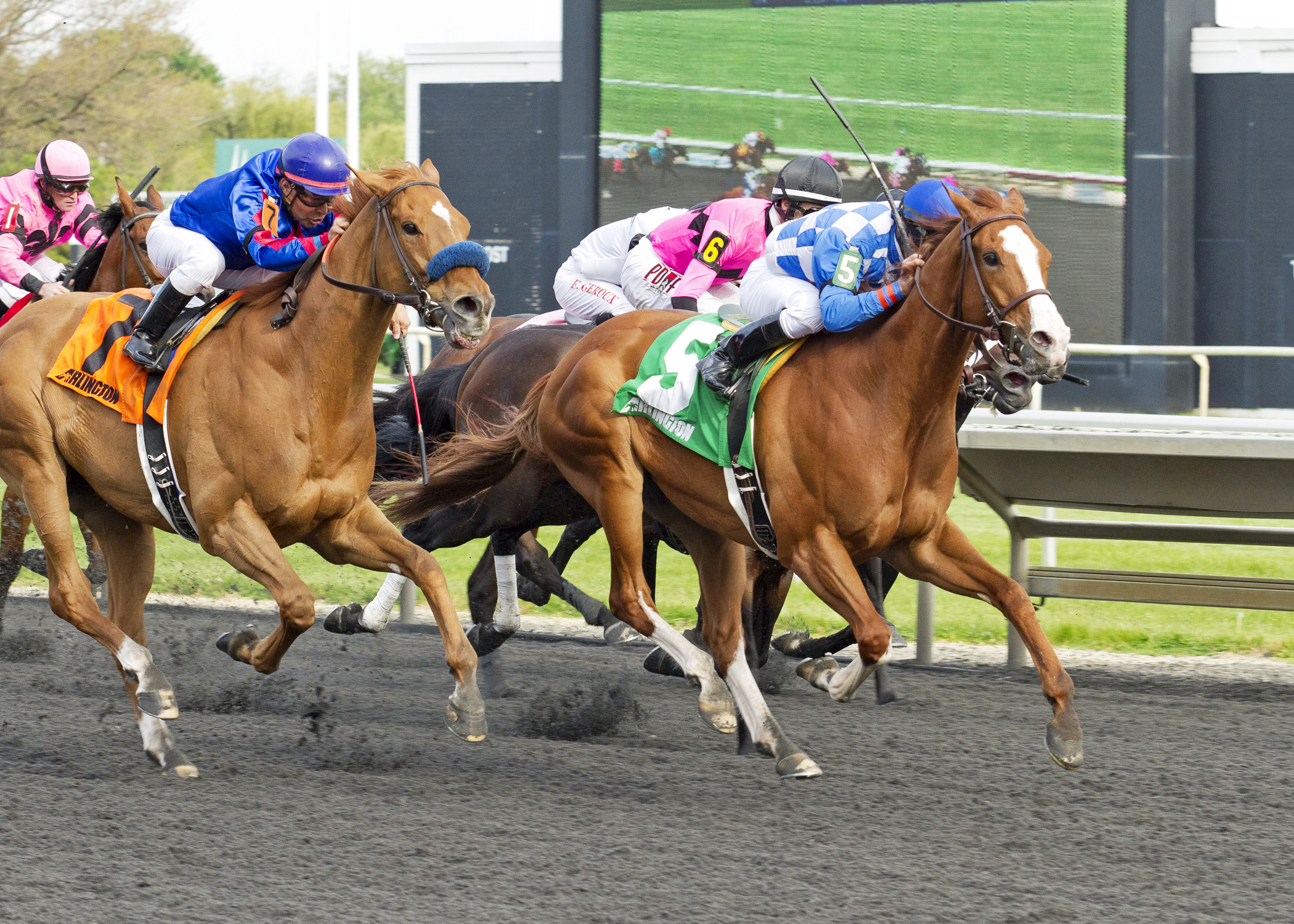 Nikki's Sandcastle wins the Hanshin Cup