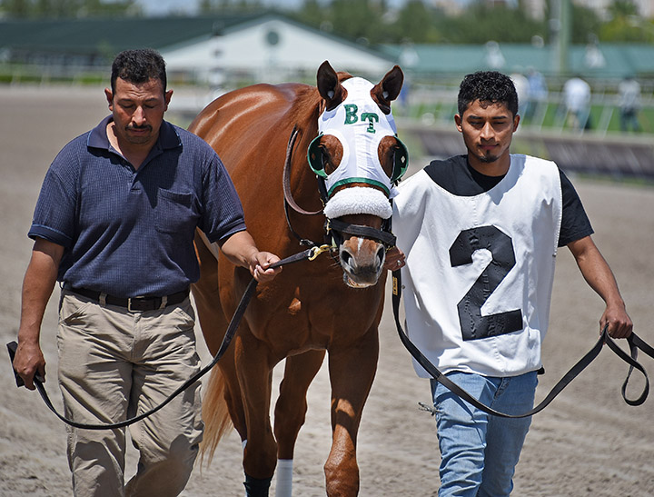 Niko's Dream at Gulfstream Park in March 2019