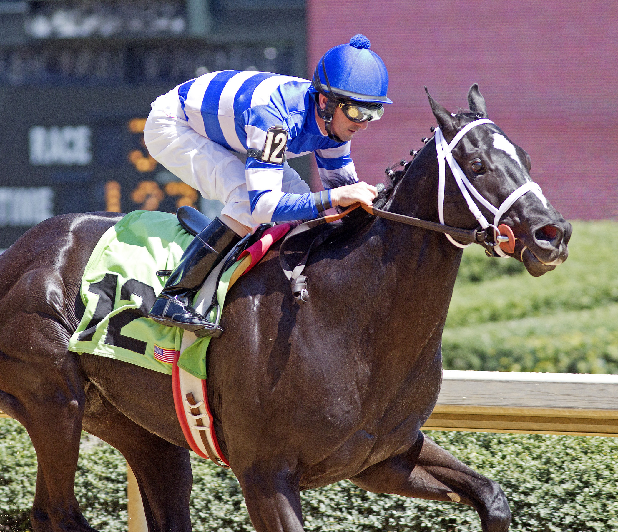No Distinction, maiden race