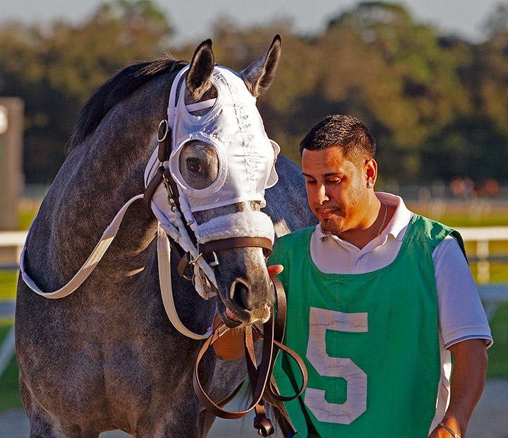 No Getting Over Me at Tampa Bay Downs in February 2020