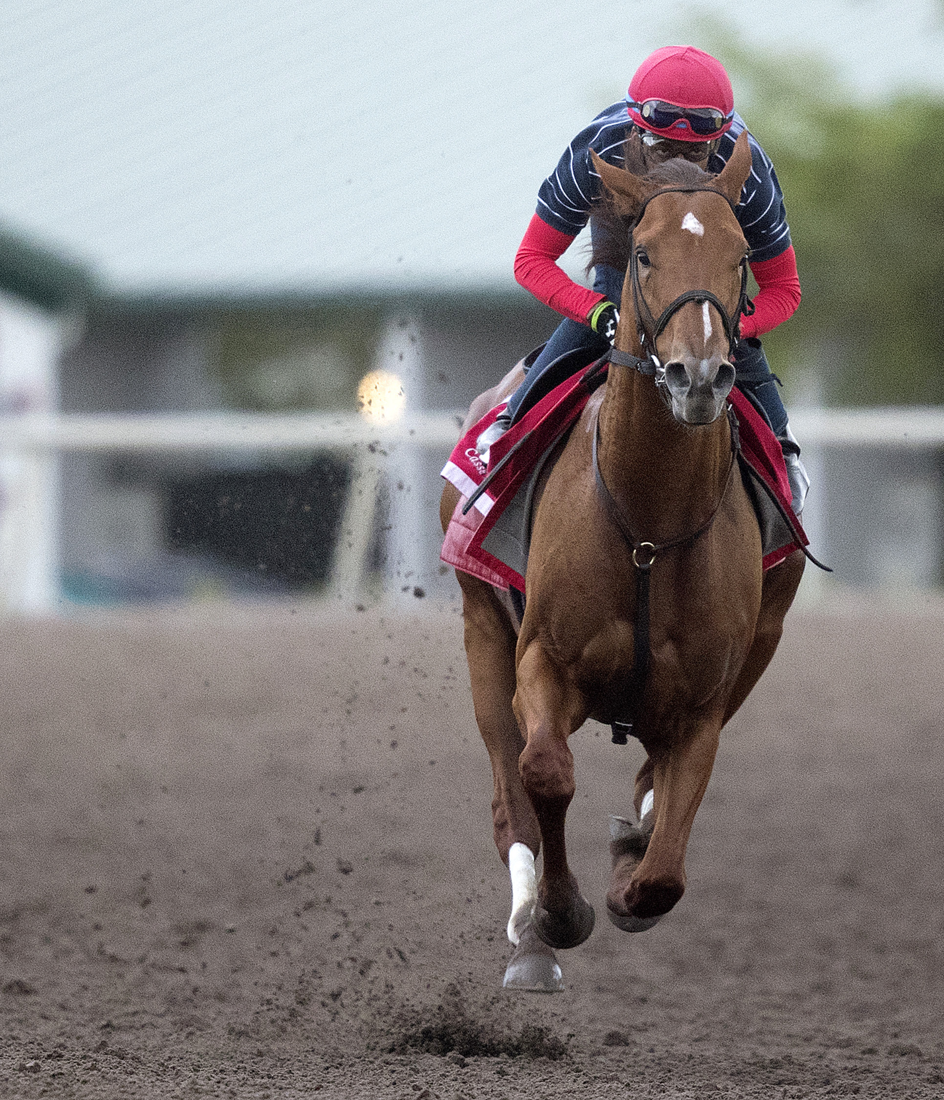 Noble Bird trains at Palm Meadows on Jan. 15