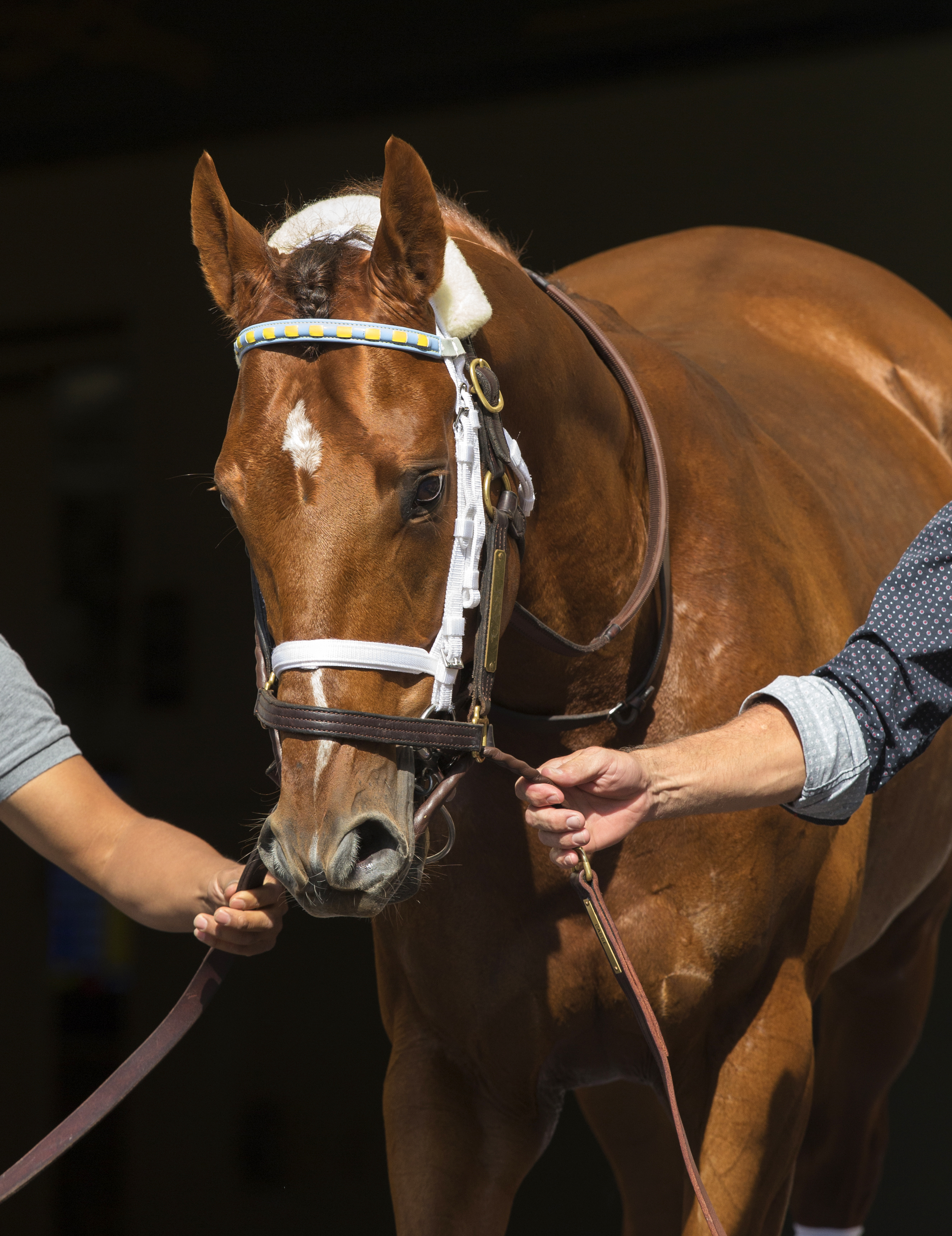 Noble Bird on Jan. 26