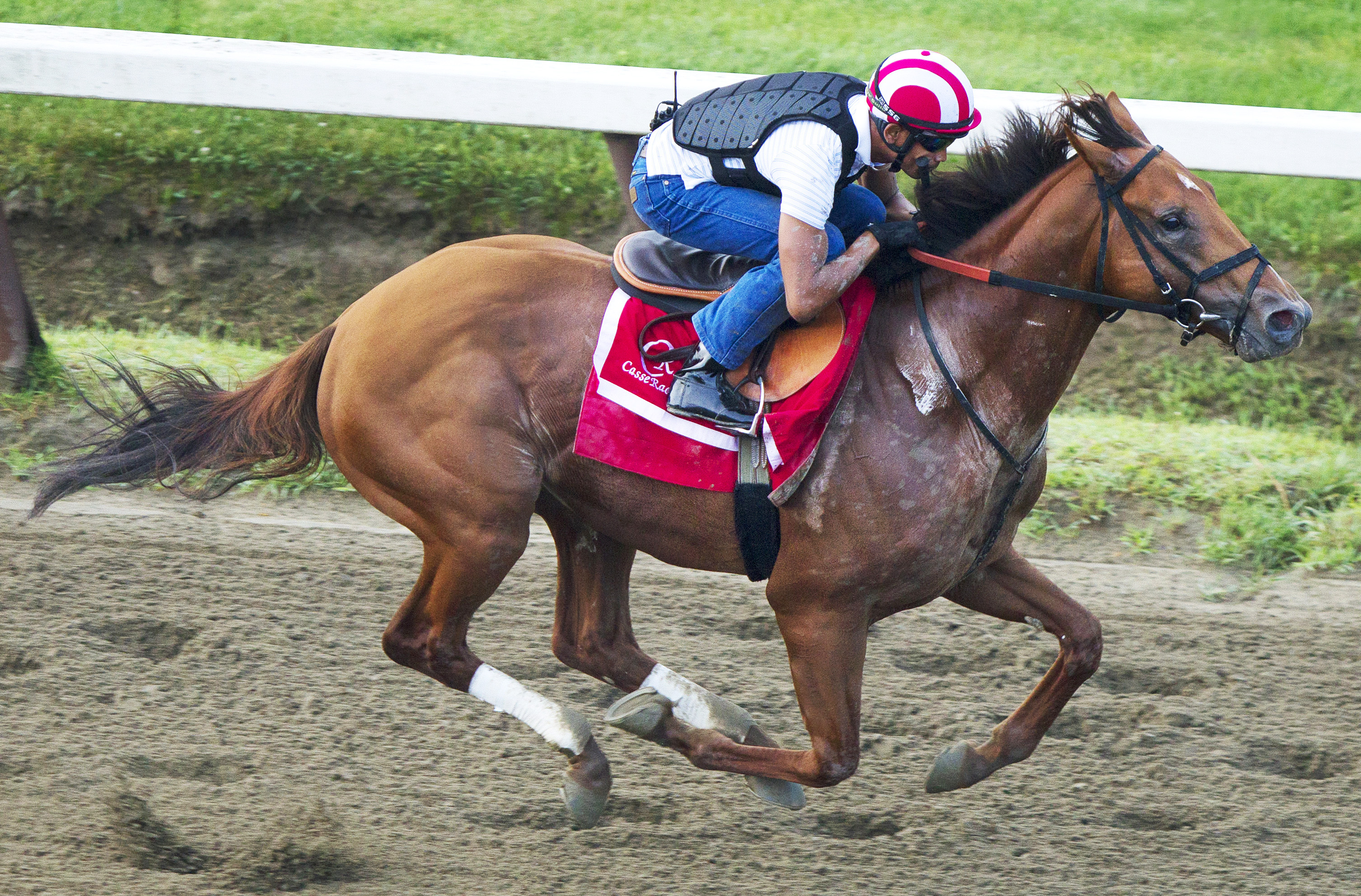 Noble Bird trains at Saratoga on July 19