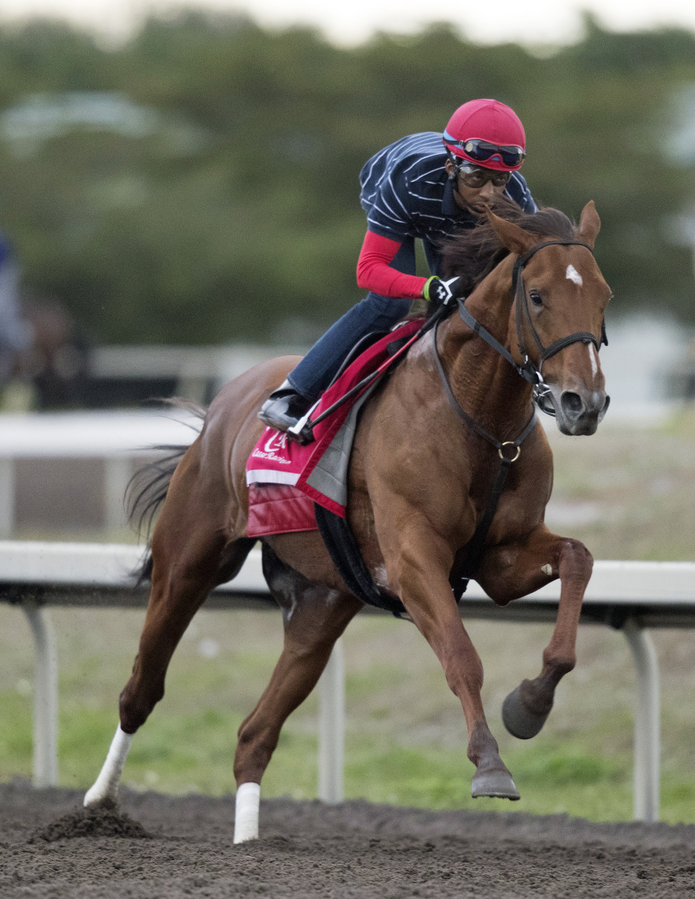 Noble Bird trains at Palm Meadows on Jan. 15