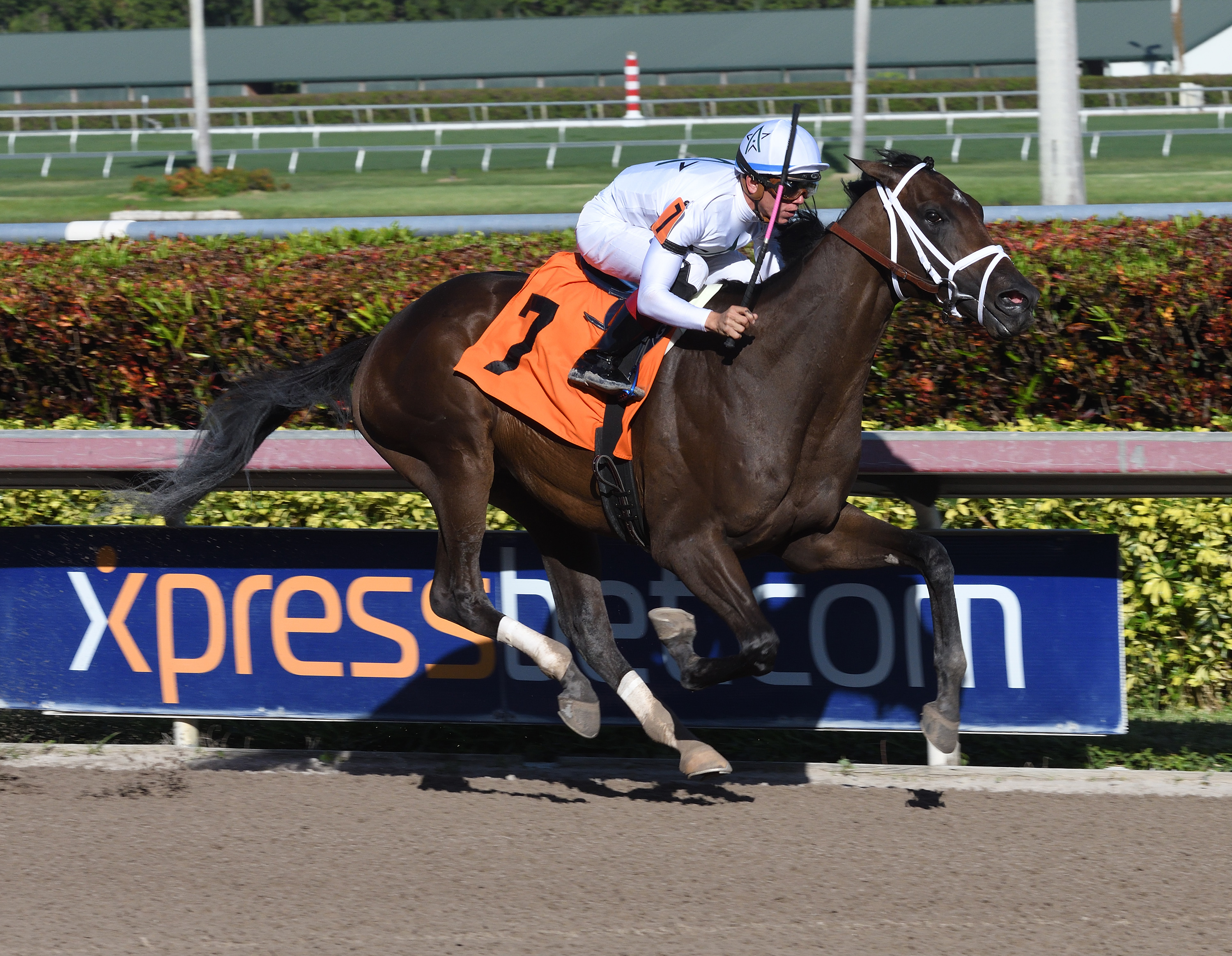 Noble Indy wins a maiden race by 8 3/4 lengths
