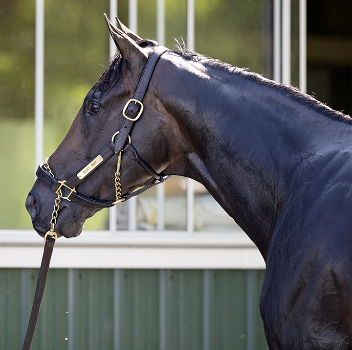 Noble Indy in May 2018