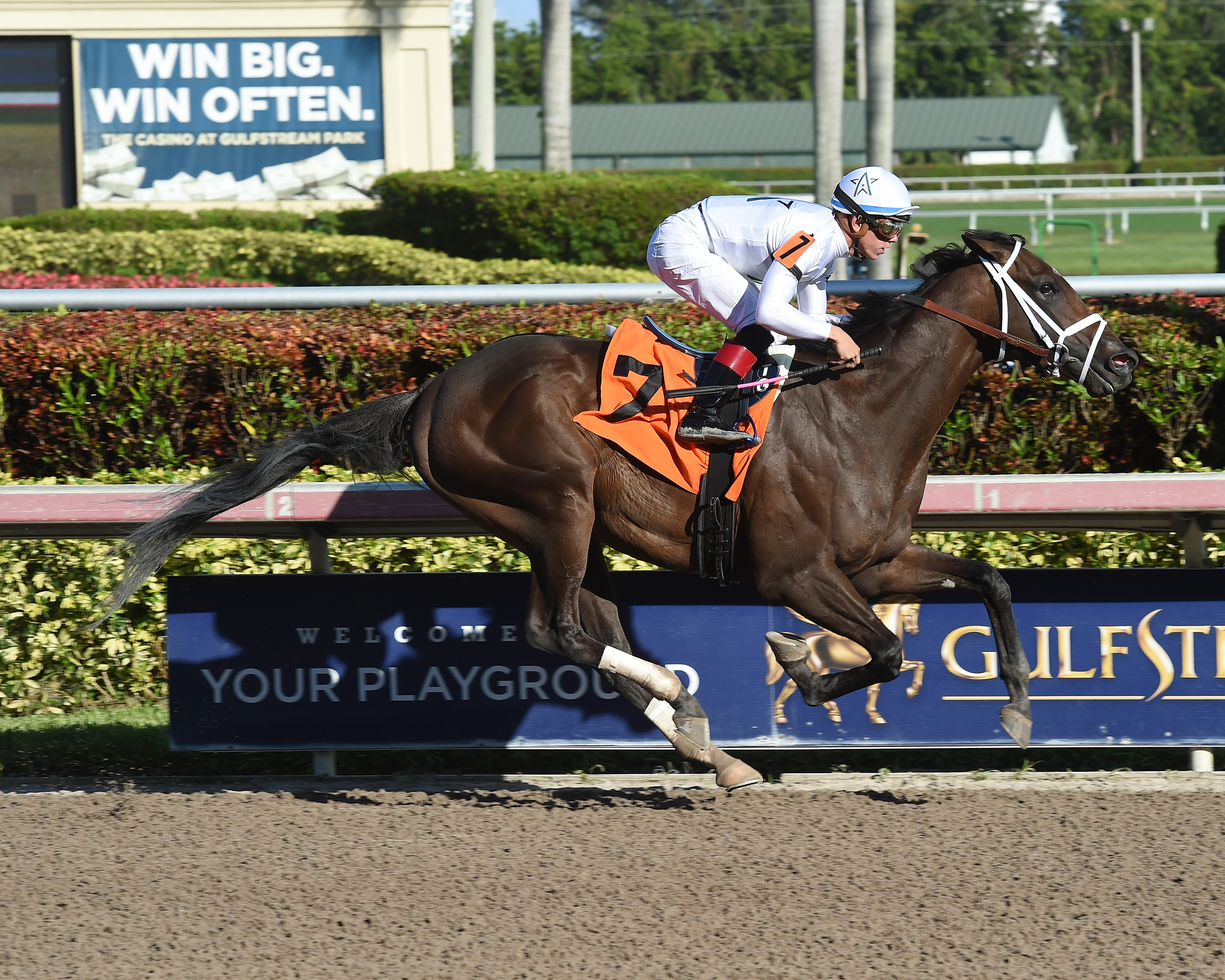 Noble Indy wins a maiden race by 8 3/4 lengths