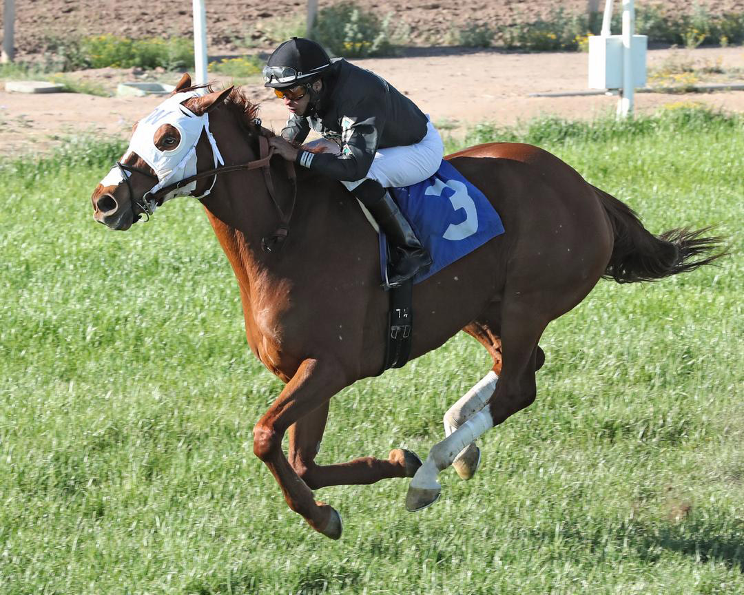 Noble Pursuit wins the 2021 Wildcat Handicap at Turf Paradise
