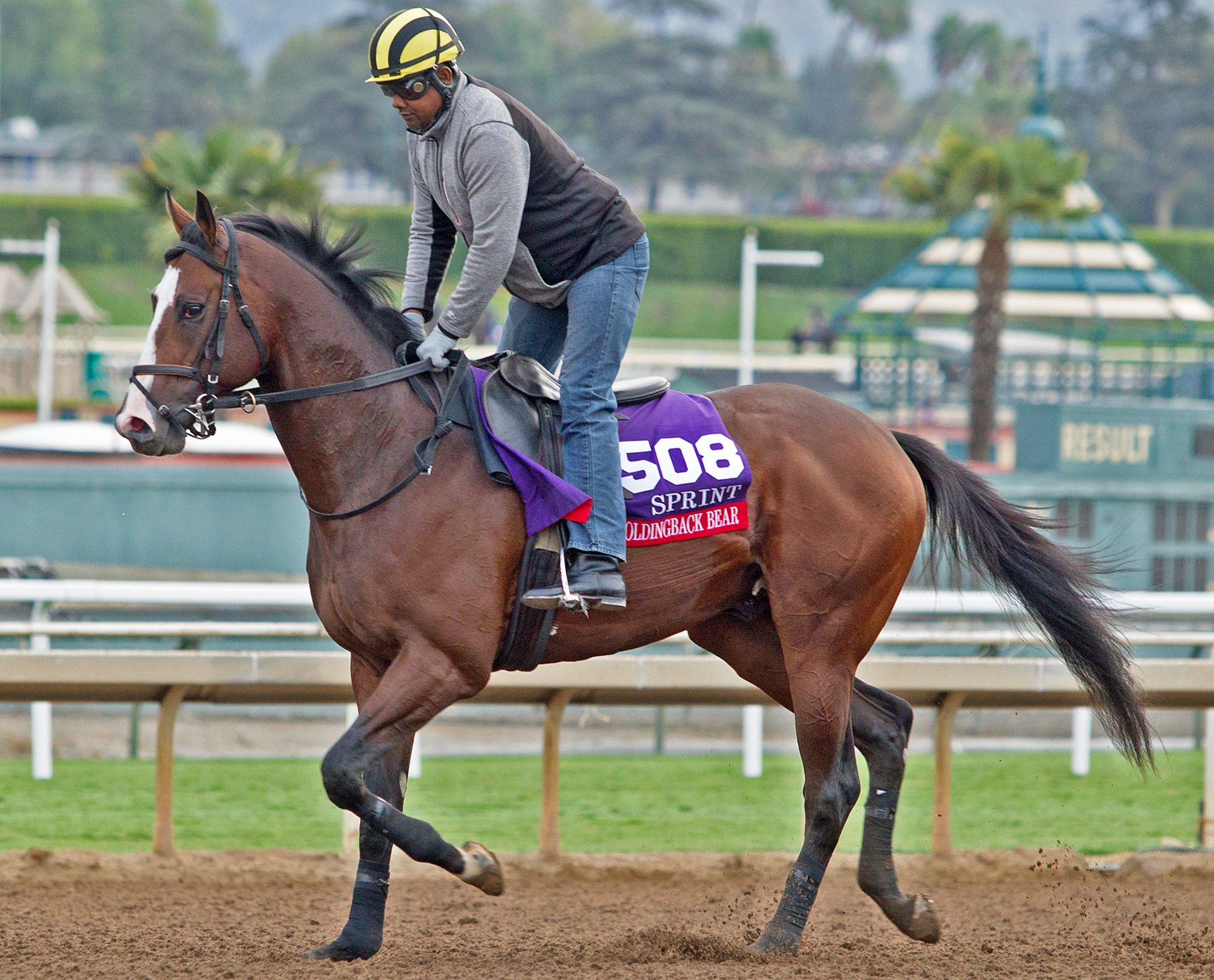 Noholdingback Bear trains for the 2016 Breeders Cup