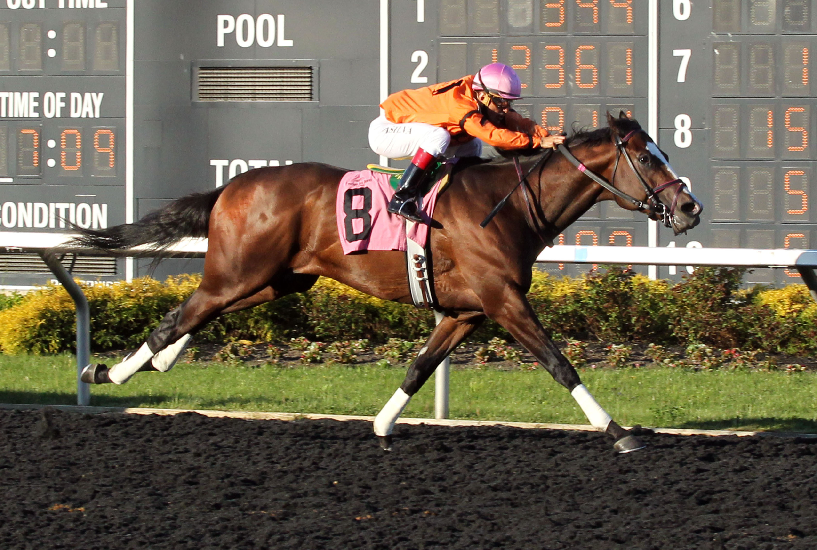 Noholdingback Bear wins the Tom Ridge Stakes
