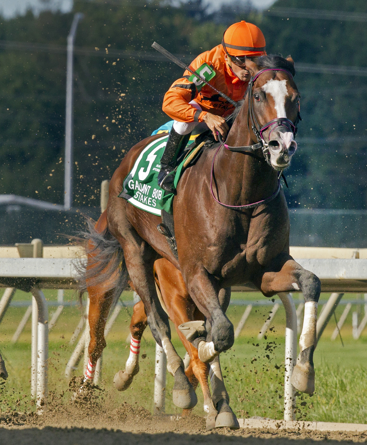 Noholdingback Bear wins the Gallant Bob