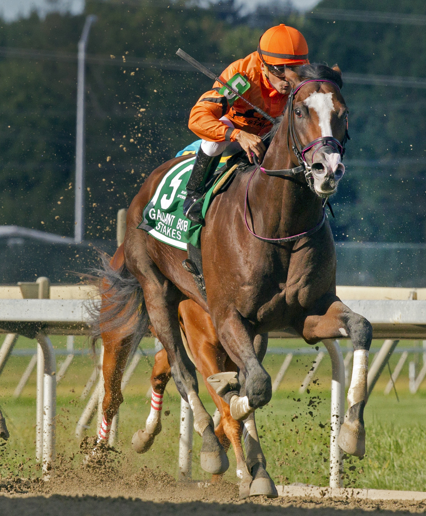 Noholdingback Bear wins the Gallant Bob