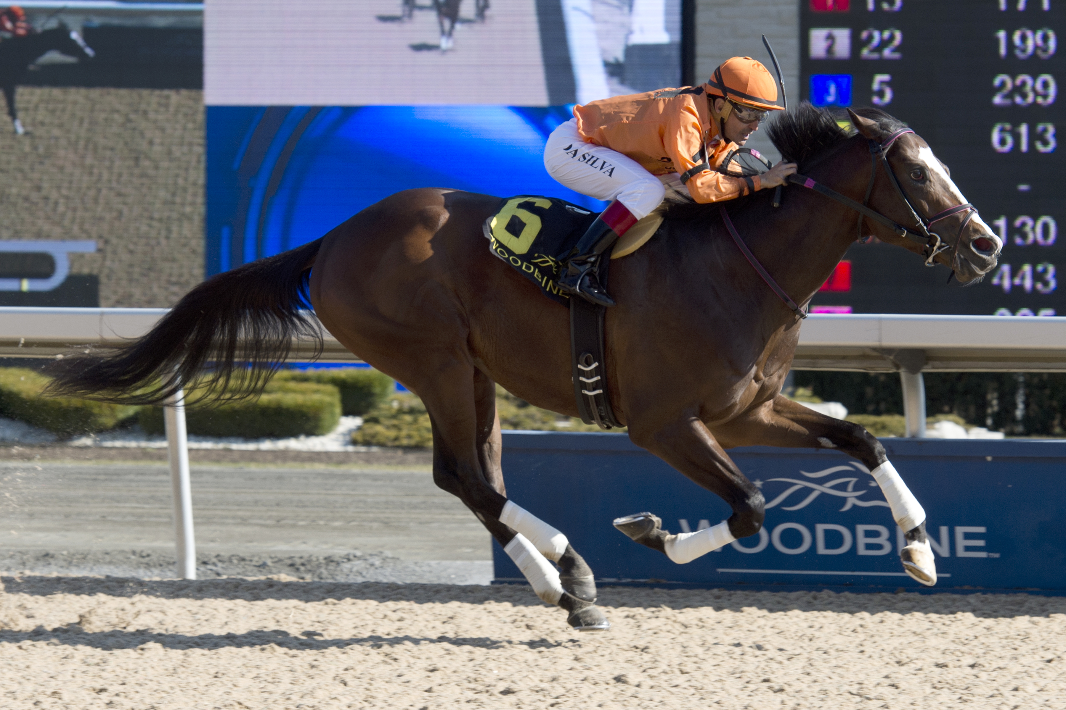 Noholdingback Bear wins the Woodstock Stakes