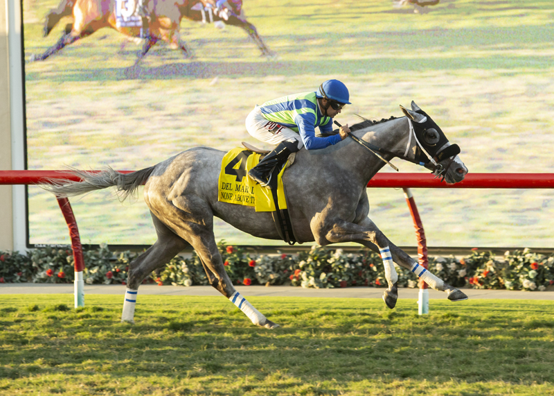 None Above the Law - Del Mar Derby 2021