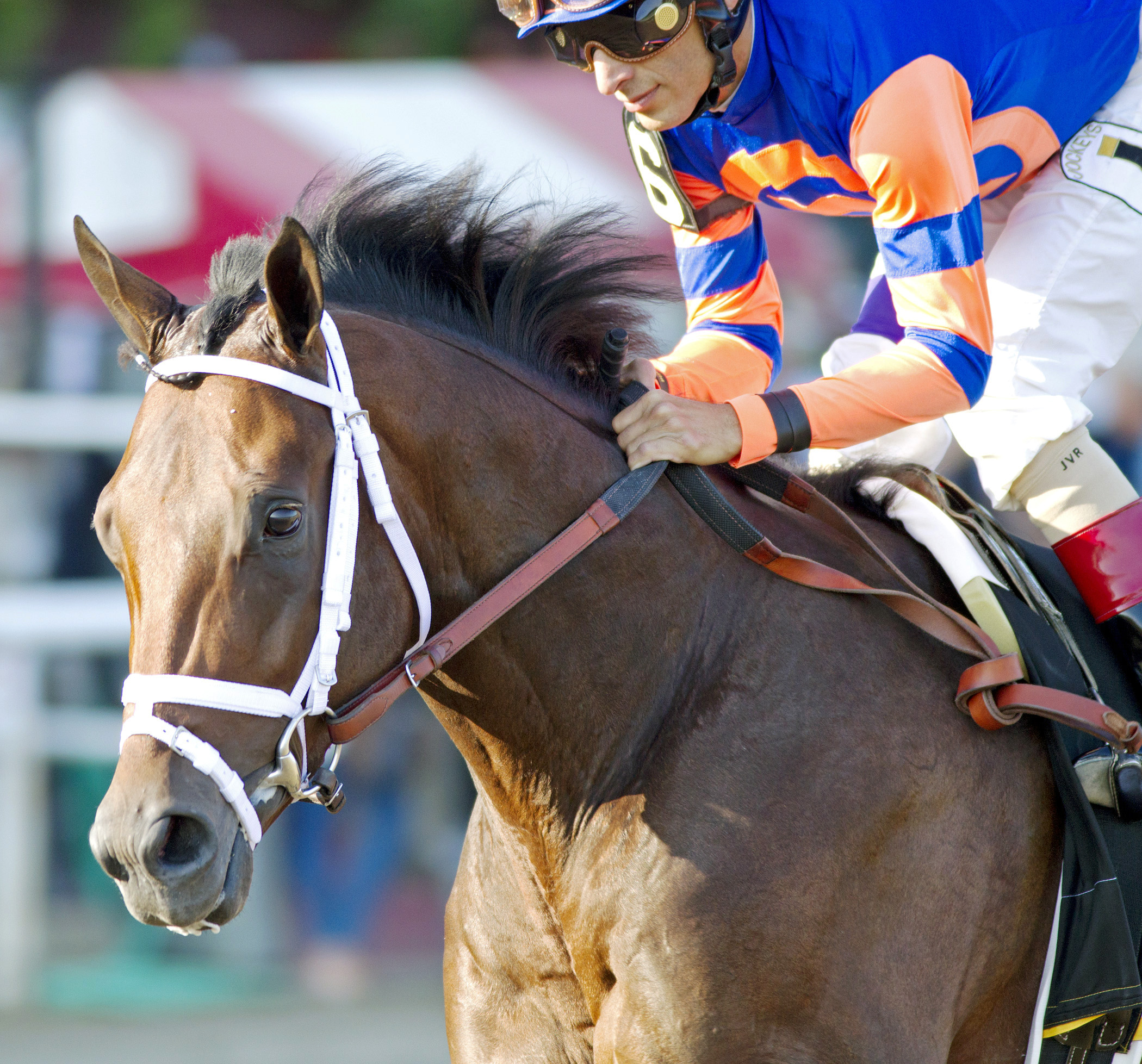 Nonna's Boy finishes seventh in the Saratoga Special