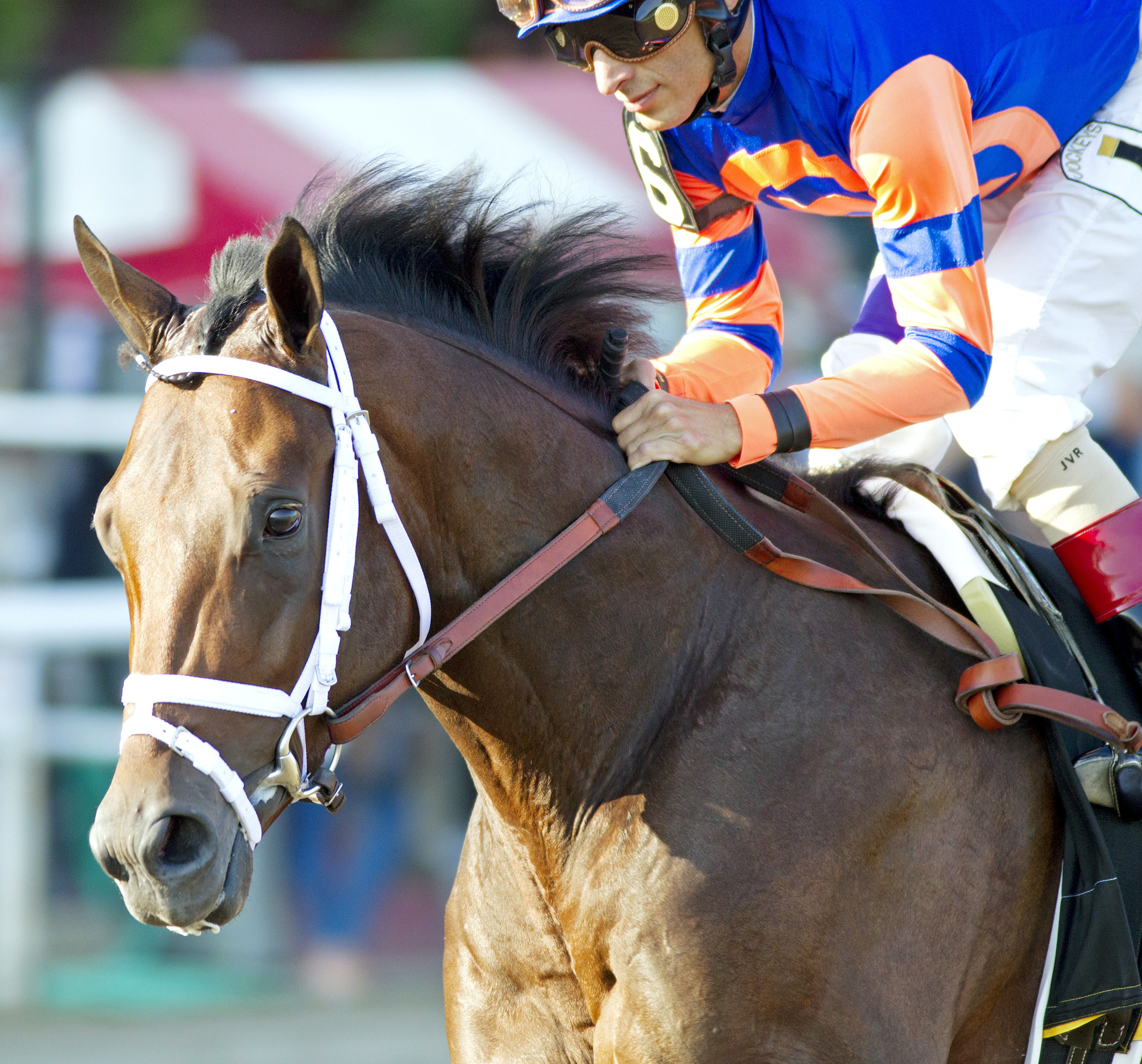 Nonna's Boy finishes seventh in the 2014 Saratoga Special