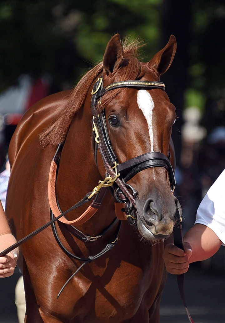 Scabbard, the horse formerly known as Noose