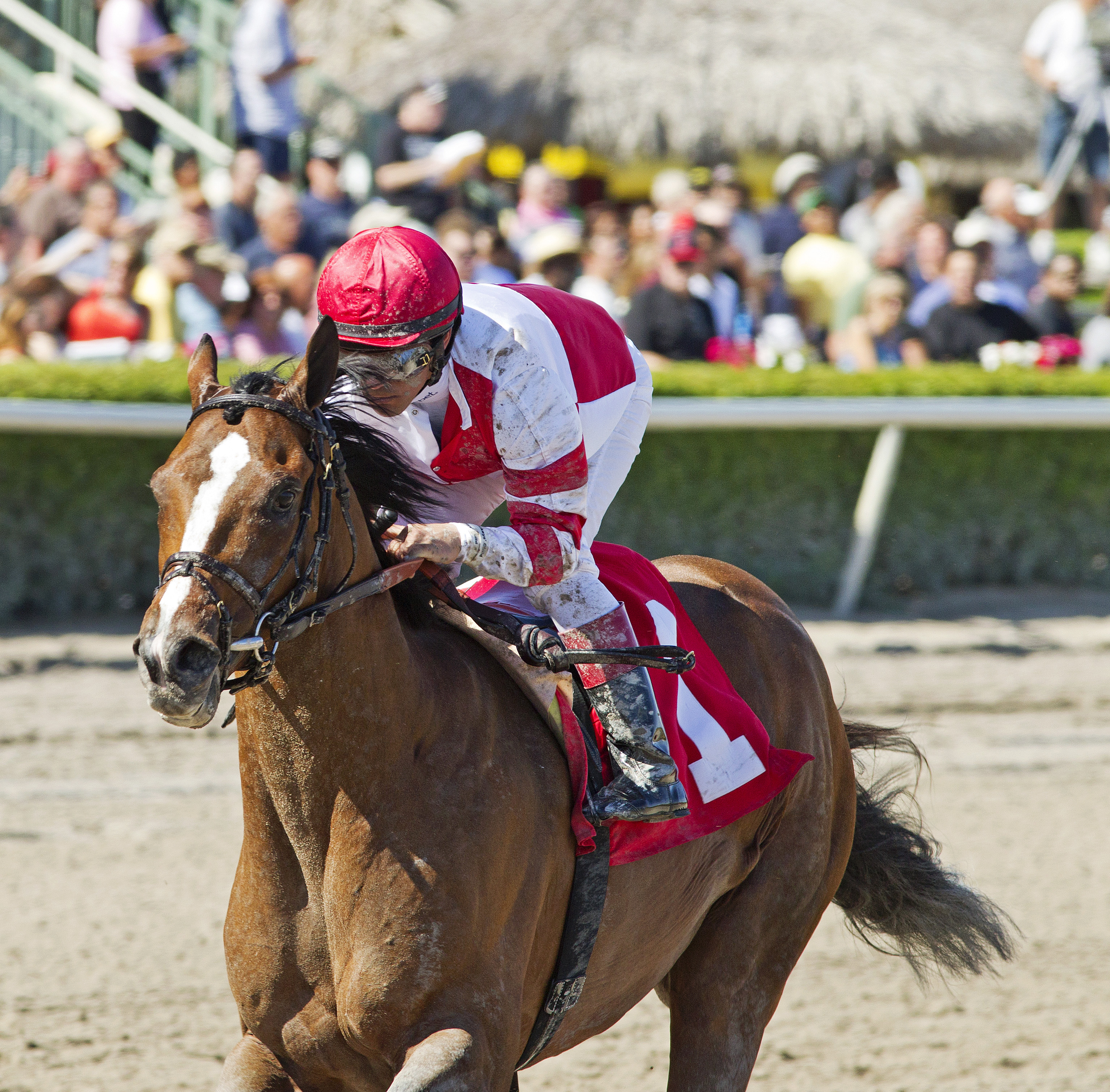 Normandy Invasion wins an optional claimer in February