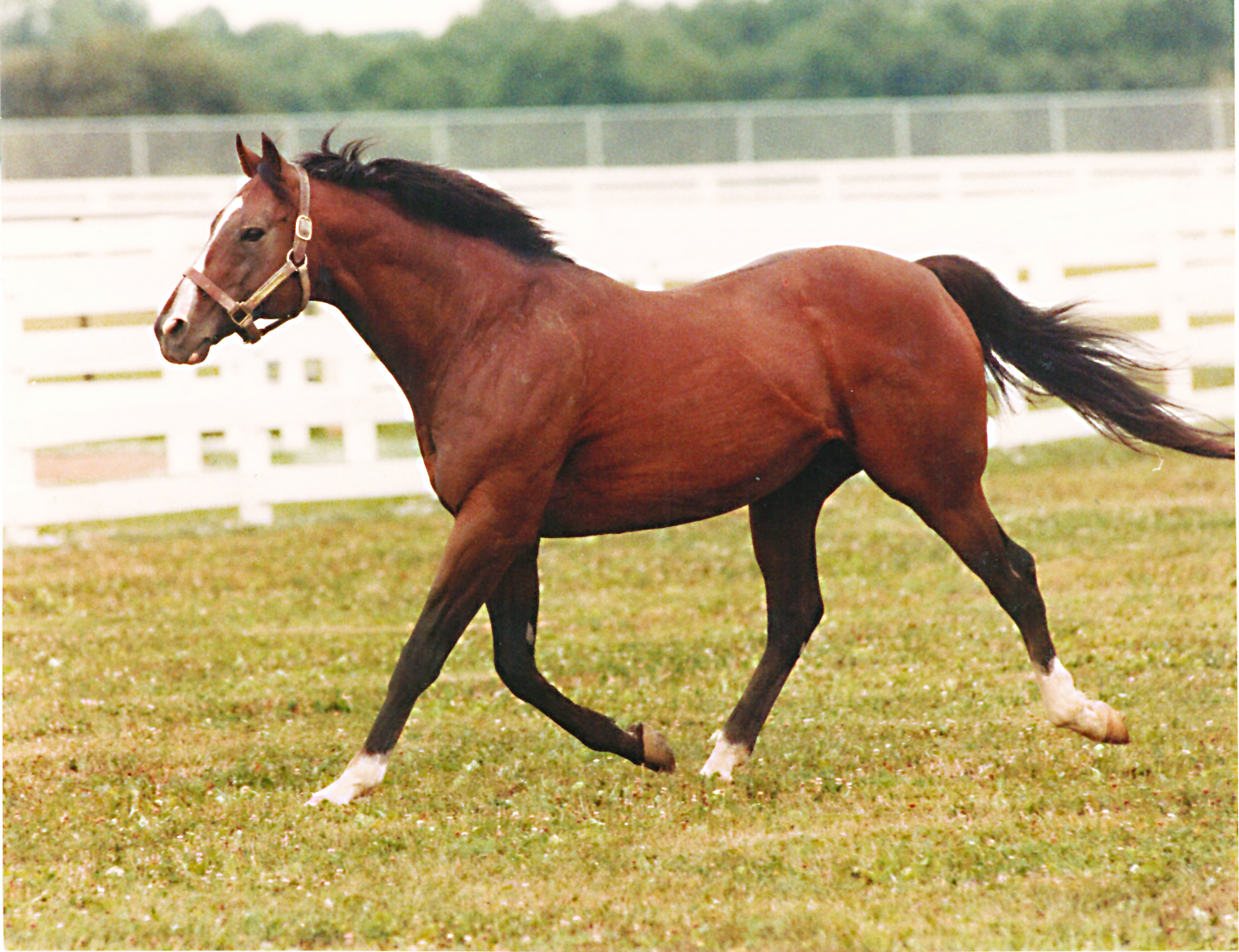 NorthernDancer