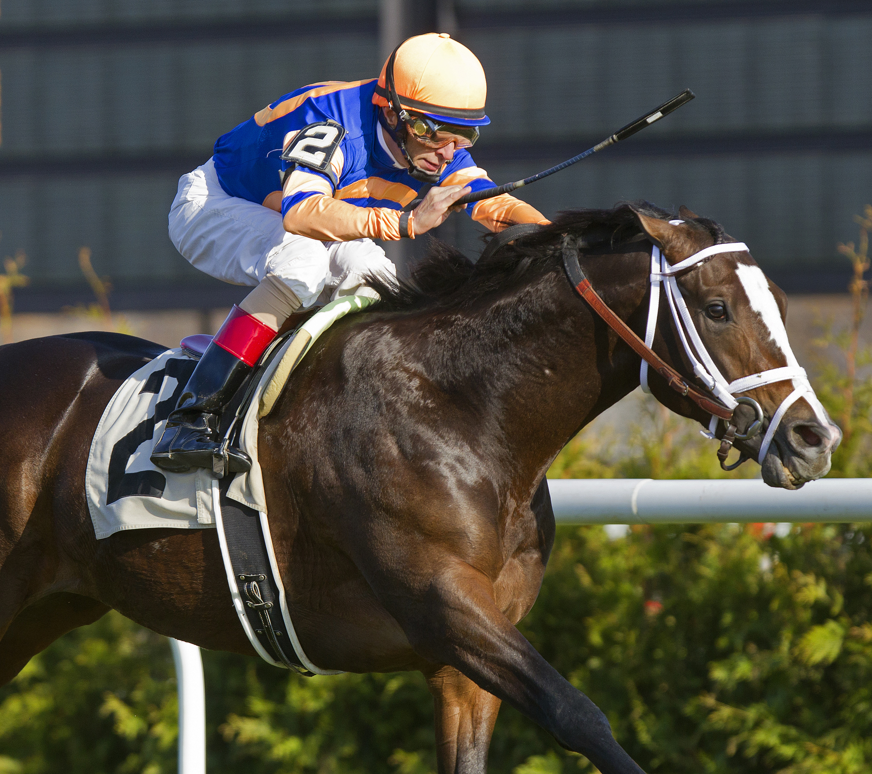 Notacatbutallama, Super Mario Stakes