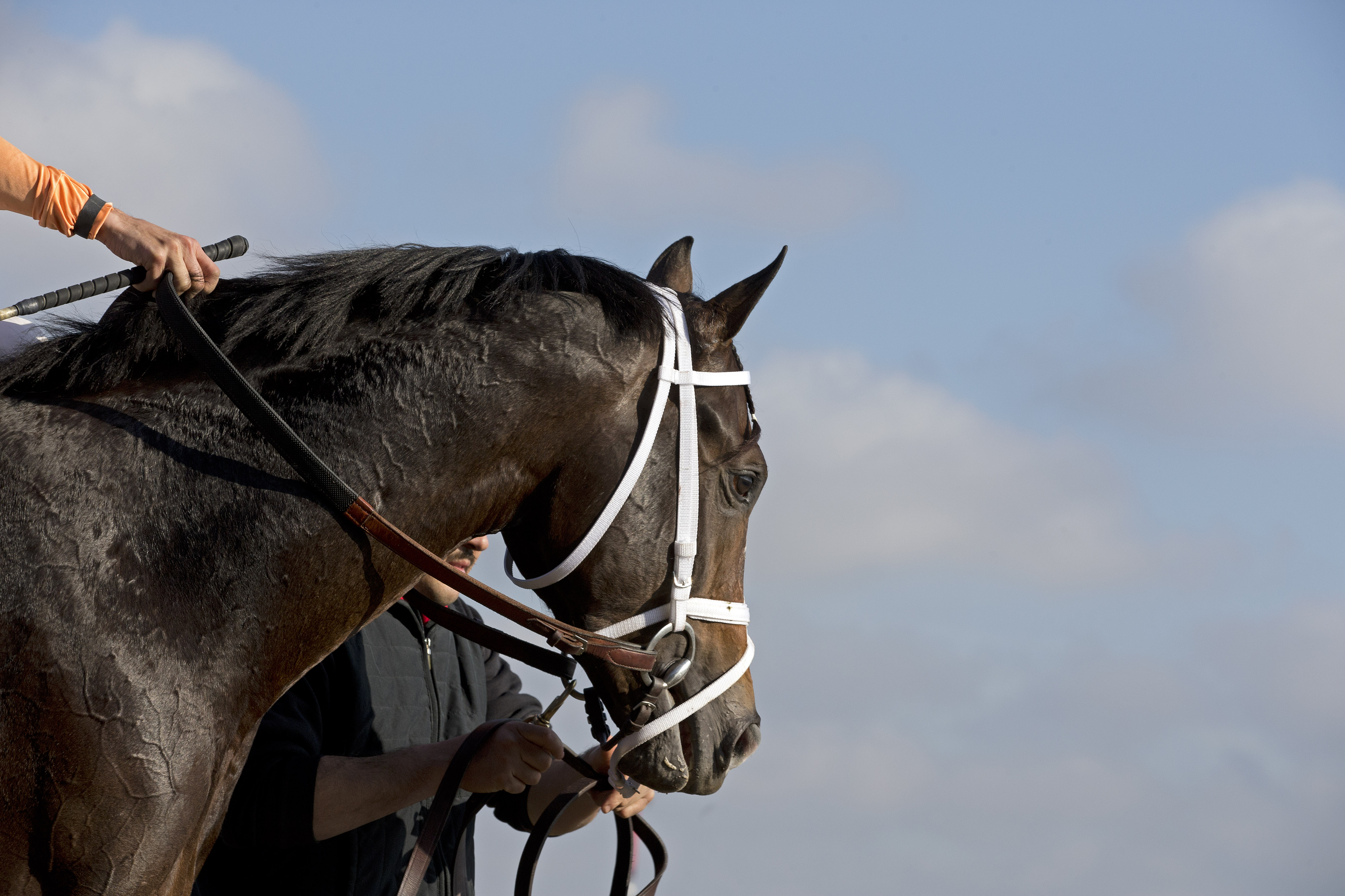 Byron King: Pletcher tips his hand in Jerome