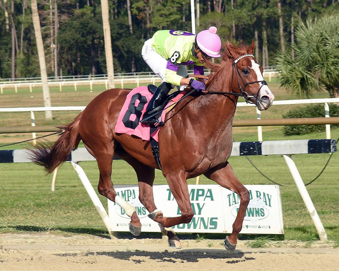 Nova Rags wins the 2021 Pasco Stakes at Tampa Bay Downs