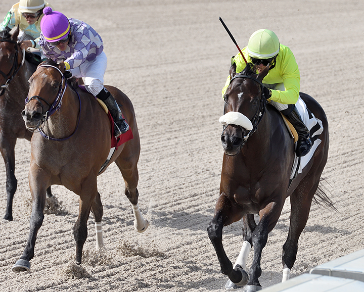 Nunc Pro Tunc (left) finishes second in a Gulfstream Park allowance