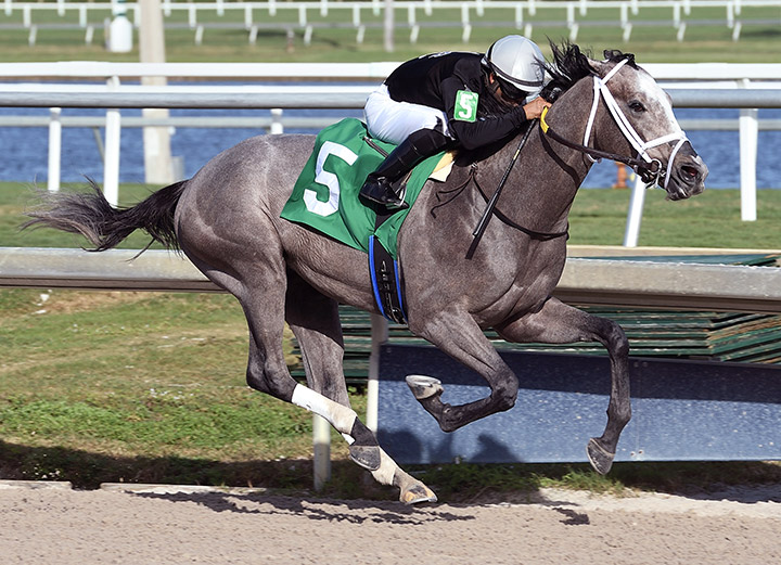 Ny Traffic wins a Jan. 11 allowance race at Gulfstream Park