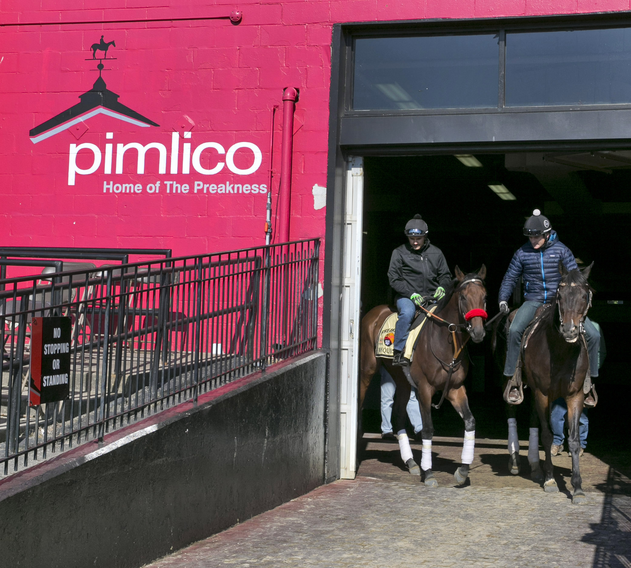 Nyquist at the Pimlico paddock on May 16