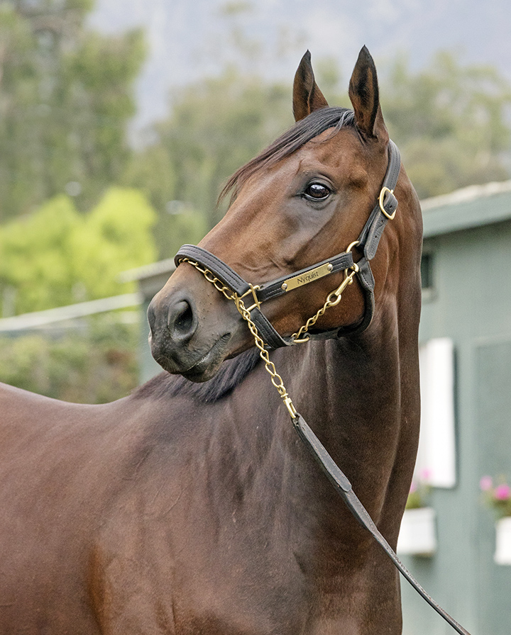 Nyquist portrait