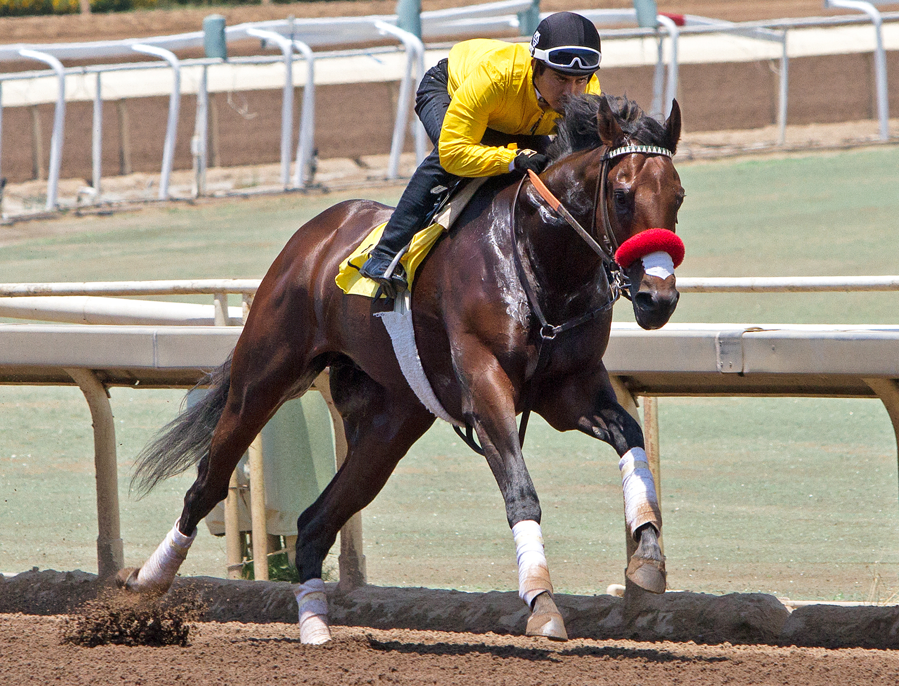 Nyquist works at Santa Anita on June 25