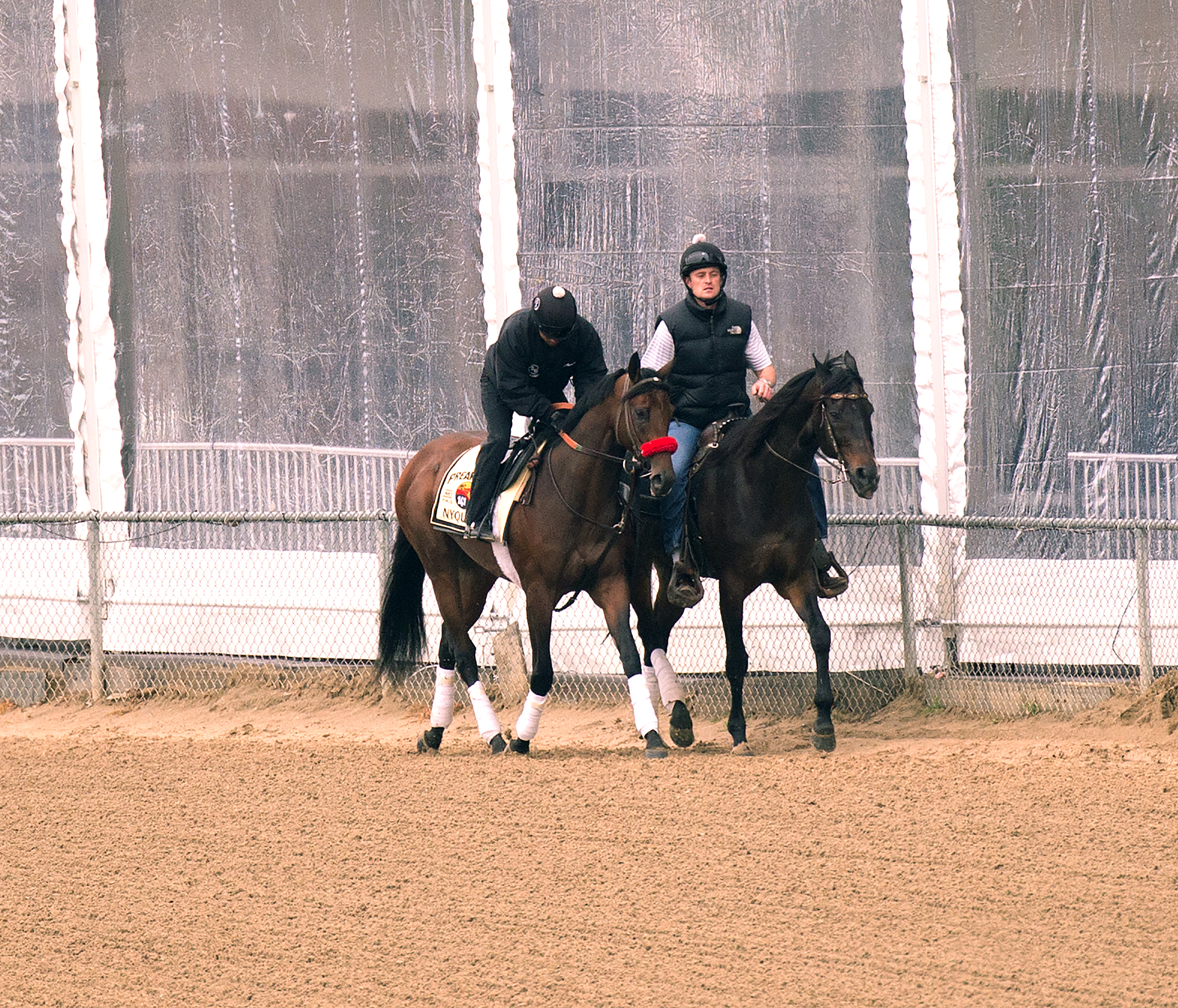 Nyquist at Pimlico Race Course on May 11
