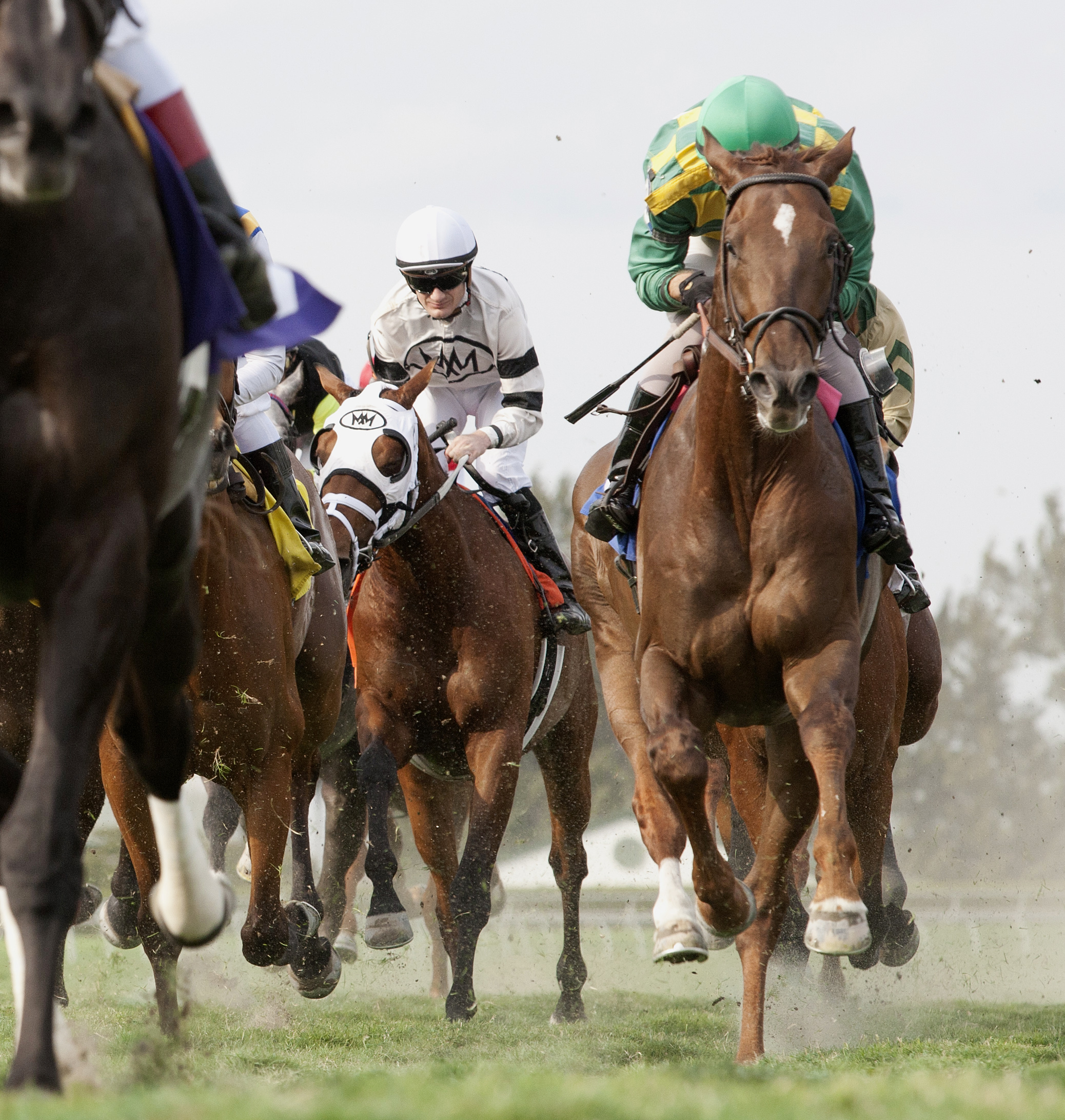 O'Prado Ole at Gulfstream Park