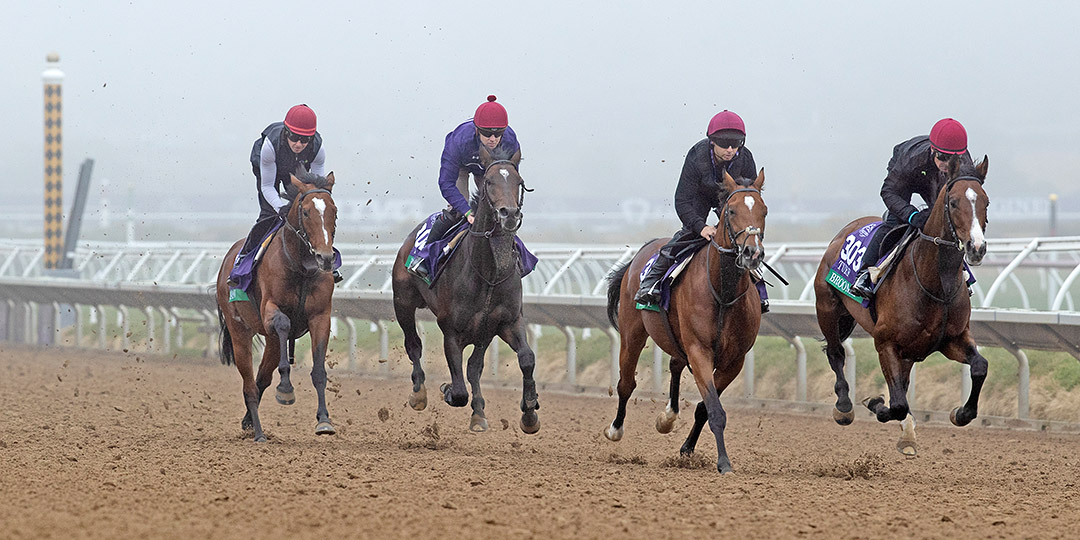Some of trainer Aidan O'Brien's train at Del Mar on Nov. 3
