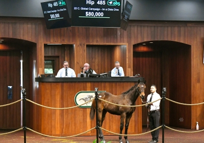 OBS winter mixed session topper, Global Campaign colt