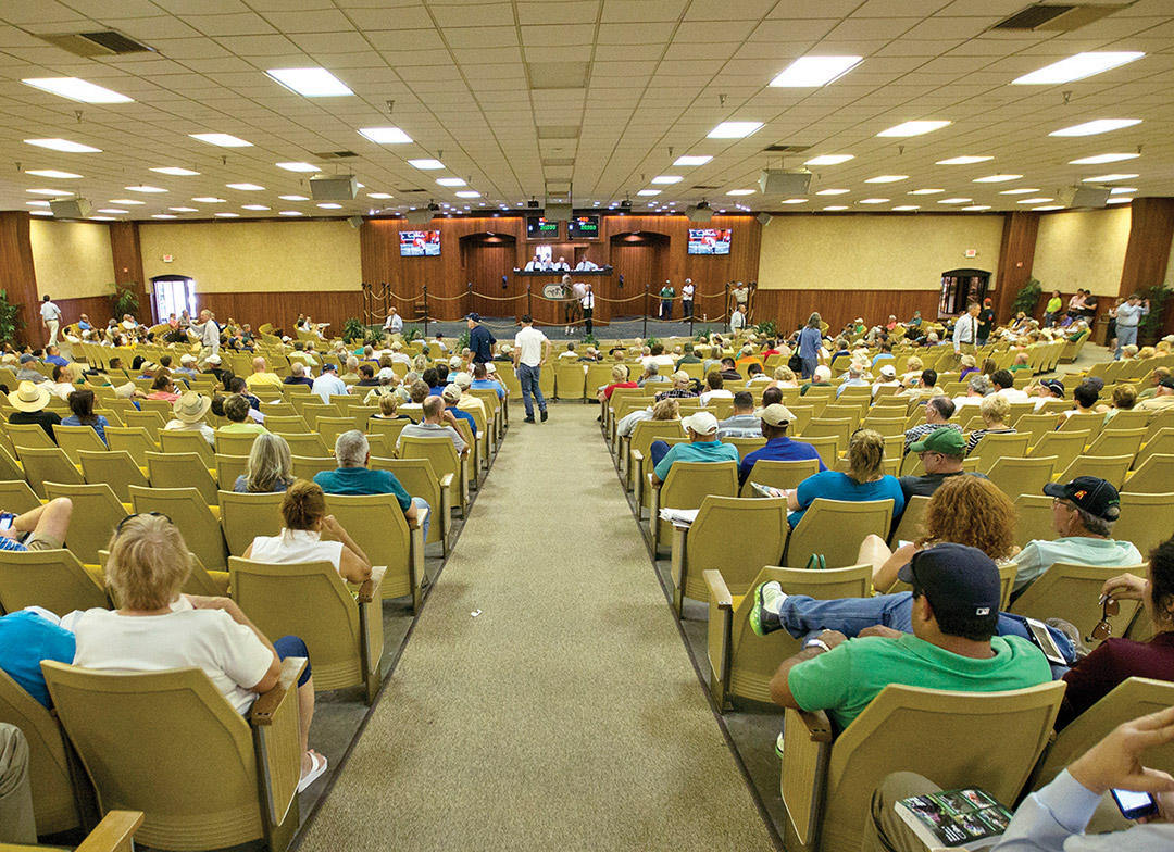 OBS Sale scenic