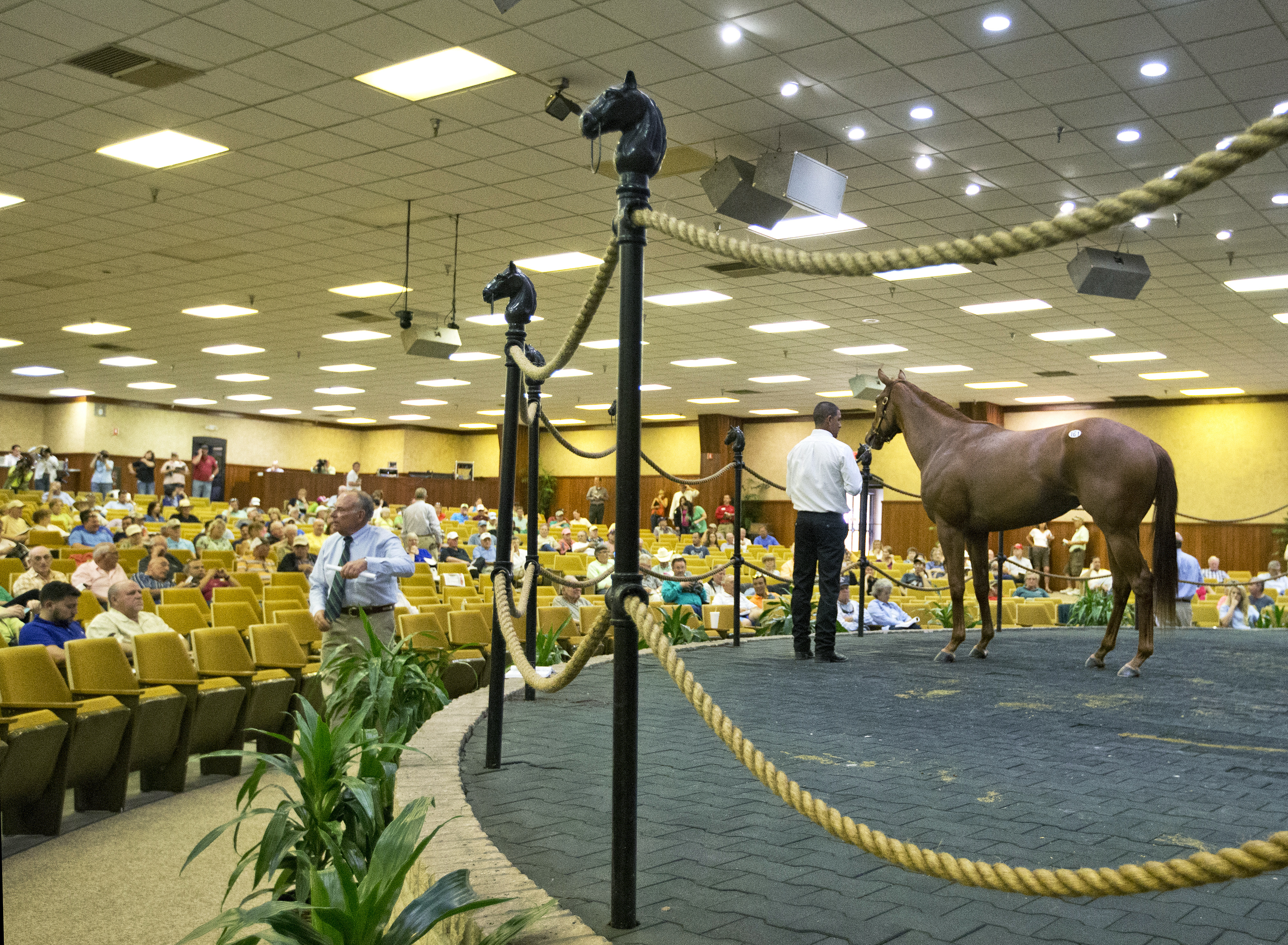 OBS sale ring in March 2015