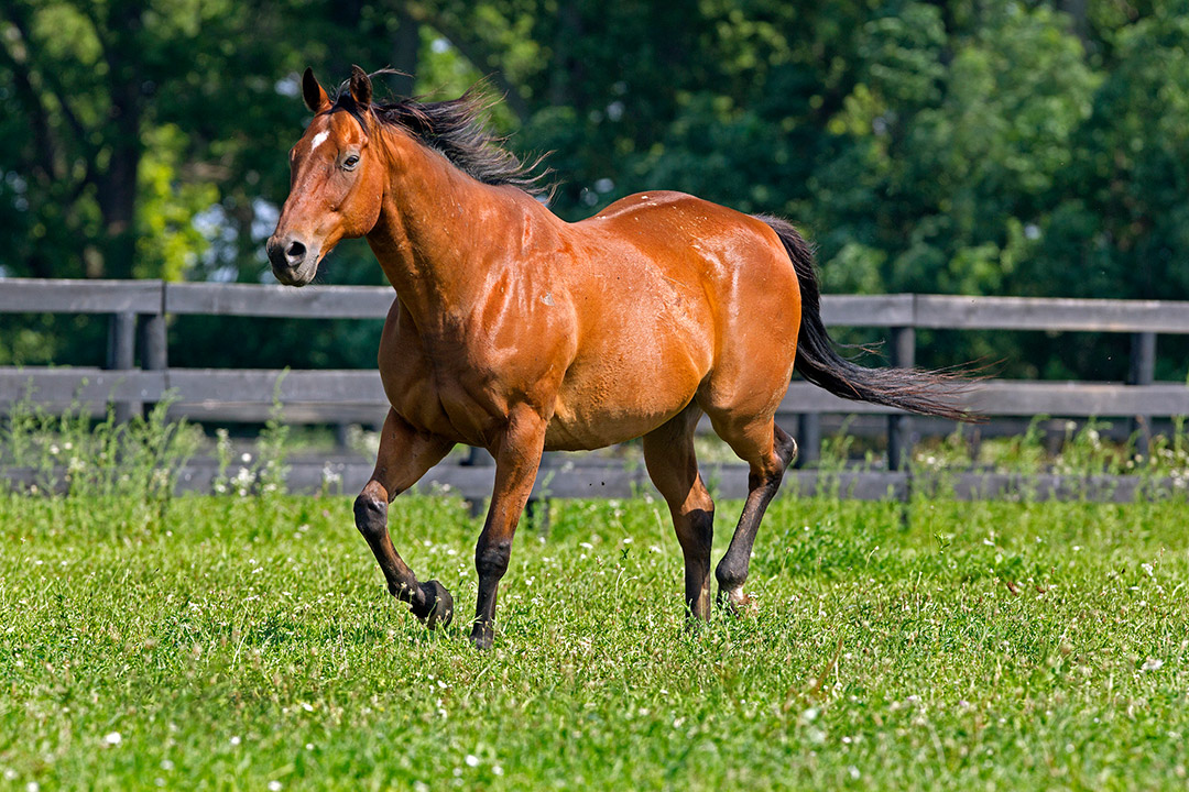 Affirmed Success at Old Friends Farm in 2012