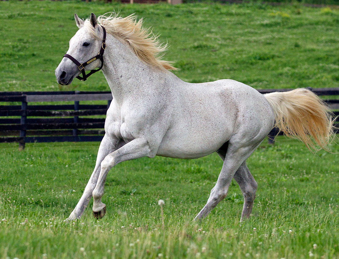 SILVER CHARM  Old Friend Equine