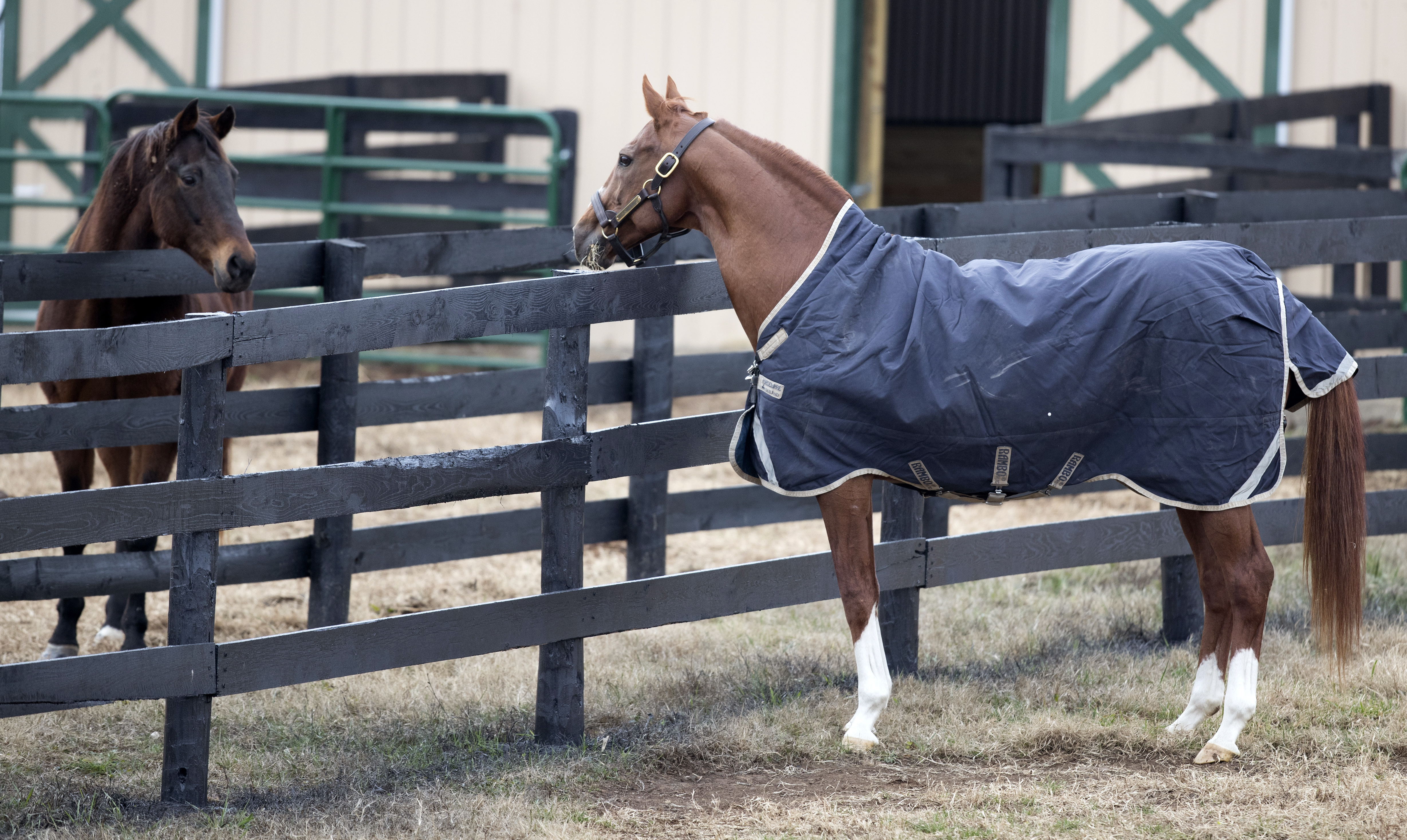Charismatic with Afternoon Deelites at Old Friends Farm on Dec. 4