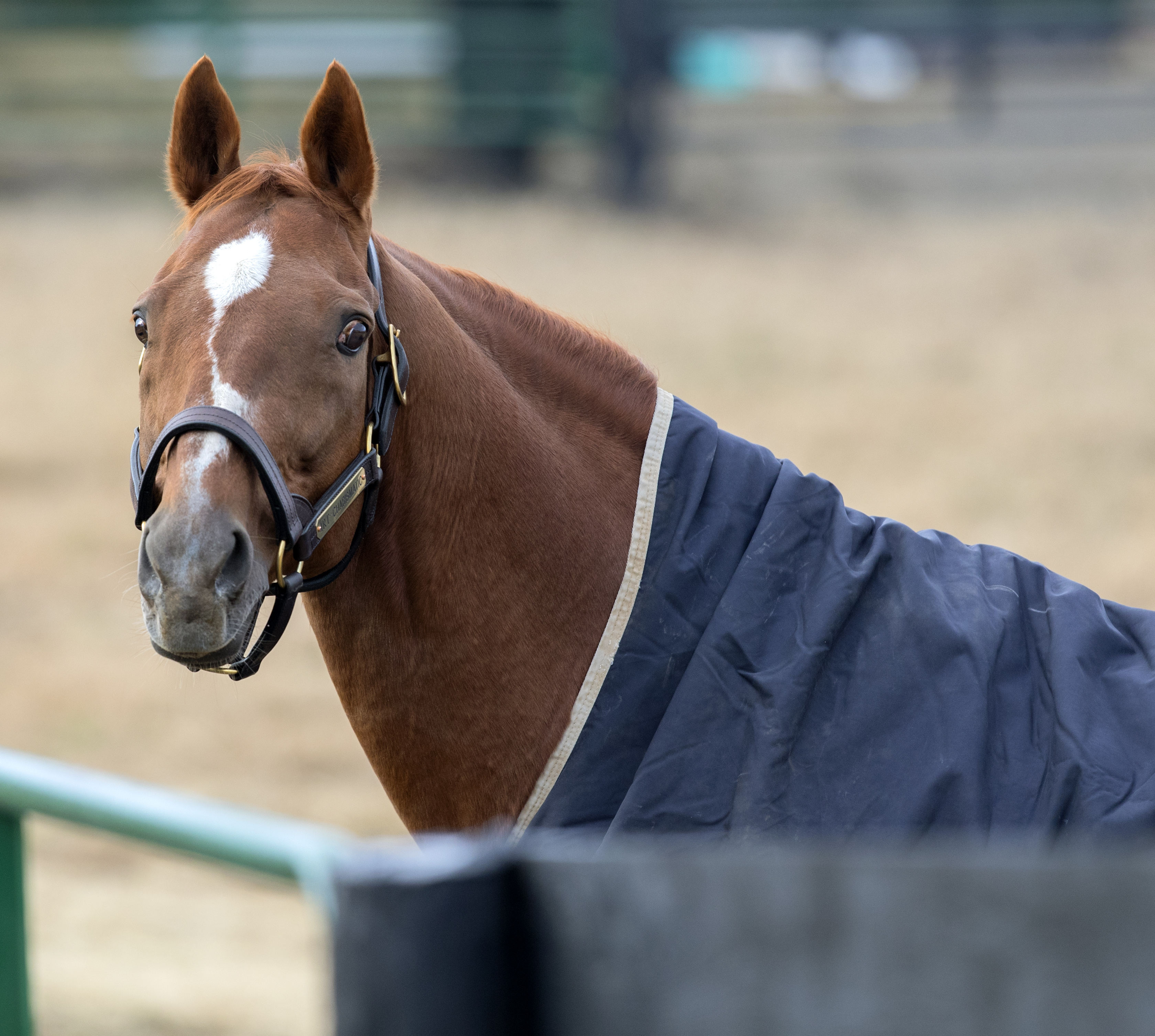 Charismatic at Old Friends