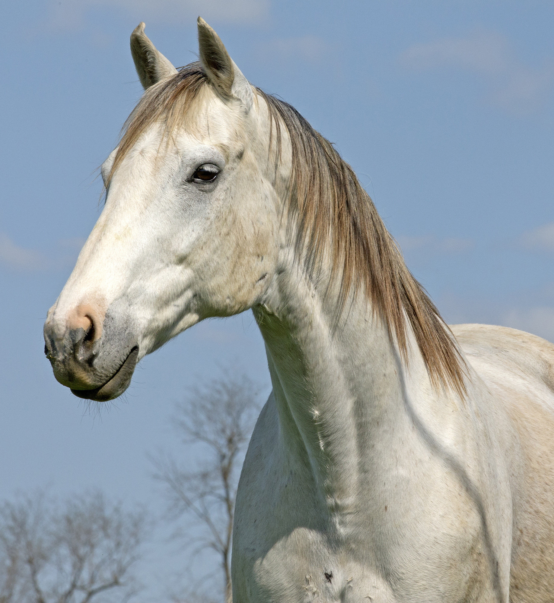 Diamond Stripes at Old Friends Farm in 2013
