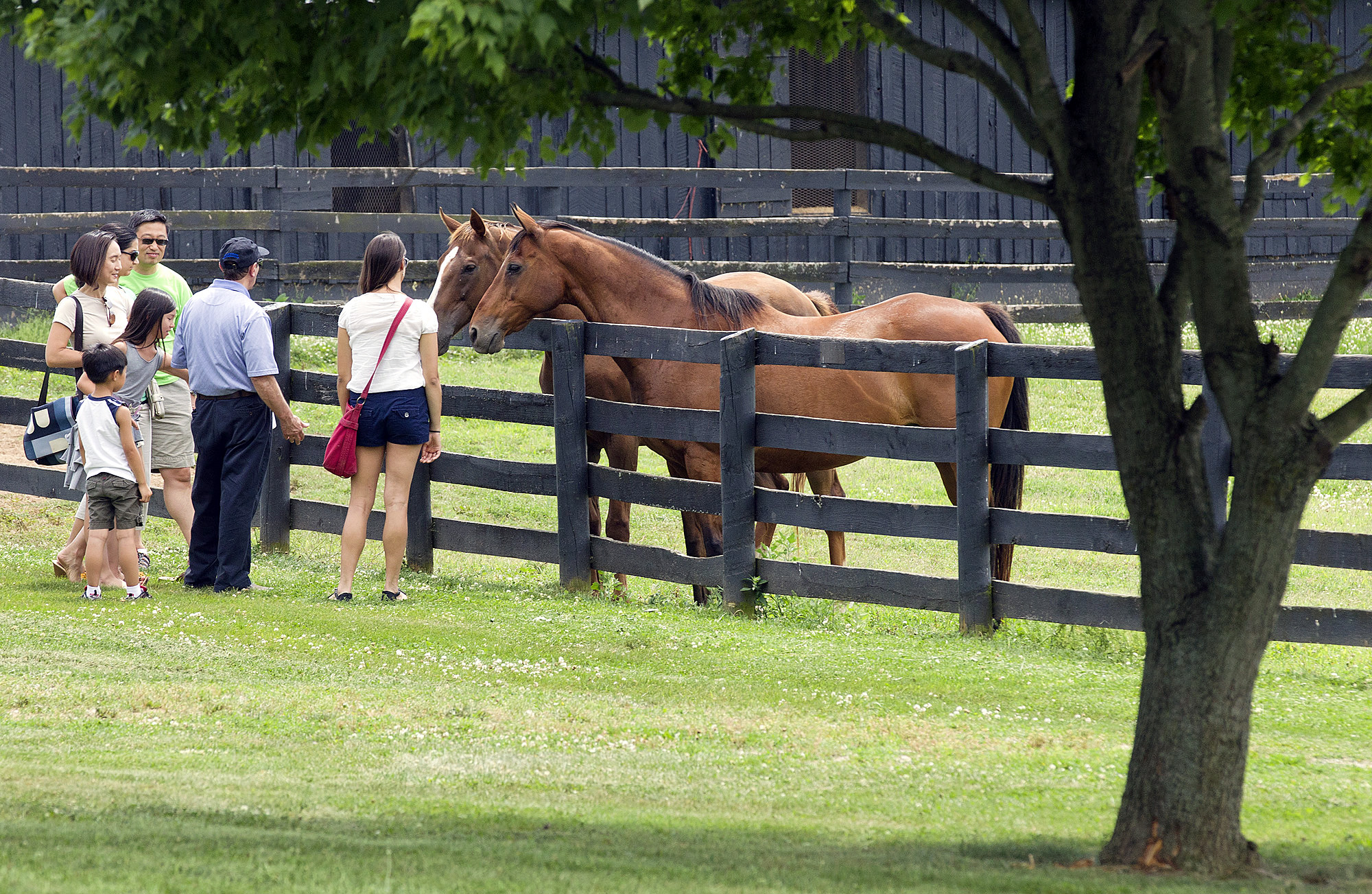 At Old Friends, retired racehorses have become tourist attractions