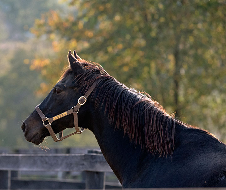 Kentucky Derby and Preakness winner War Emblem dies at 21