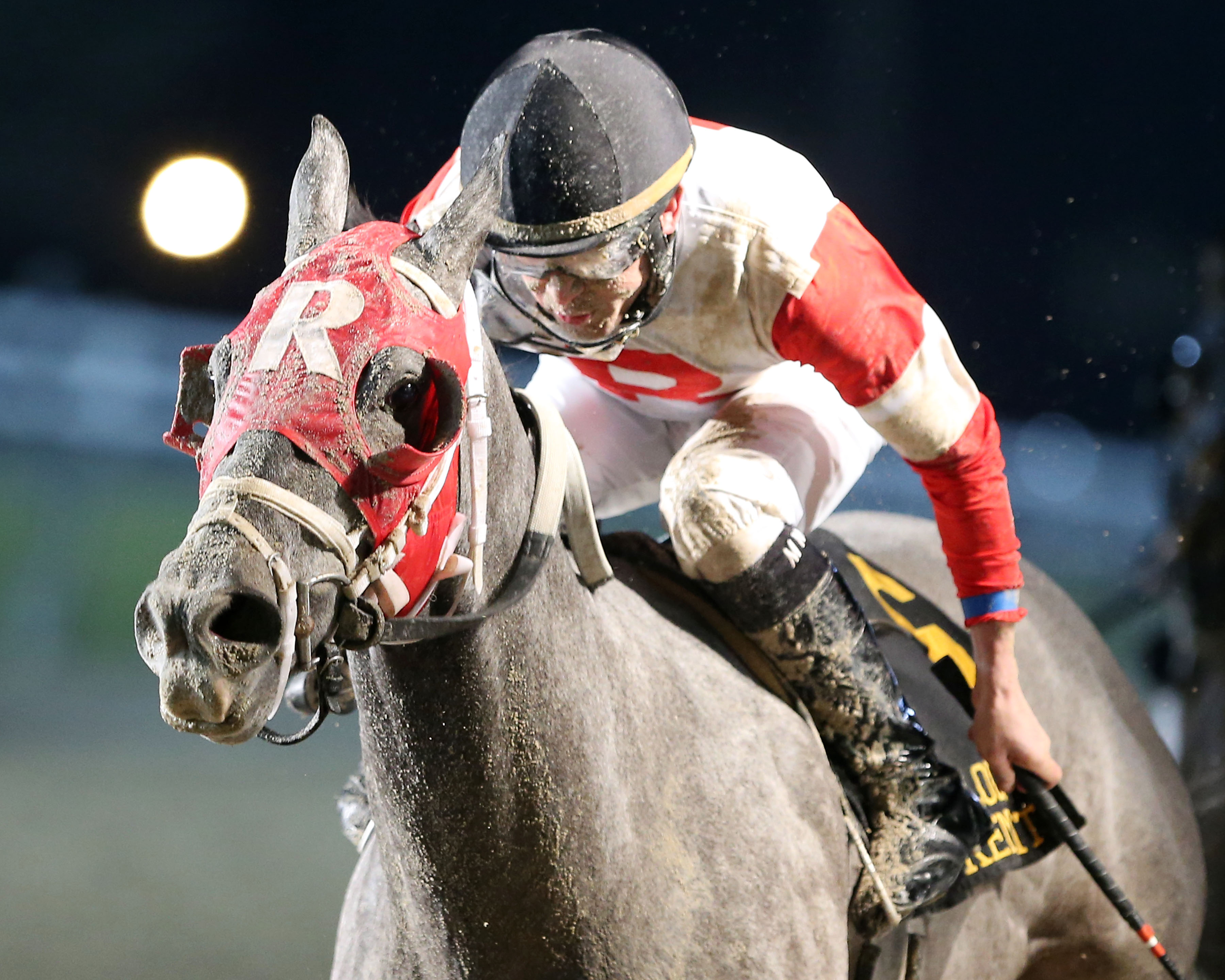One King's Man wins 2015 Premier Night Championship