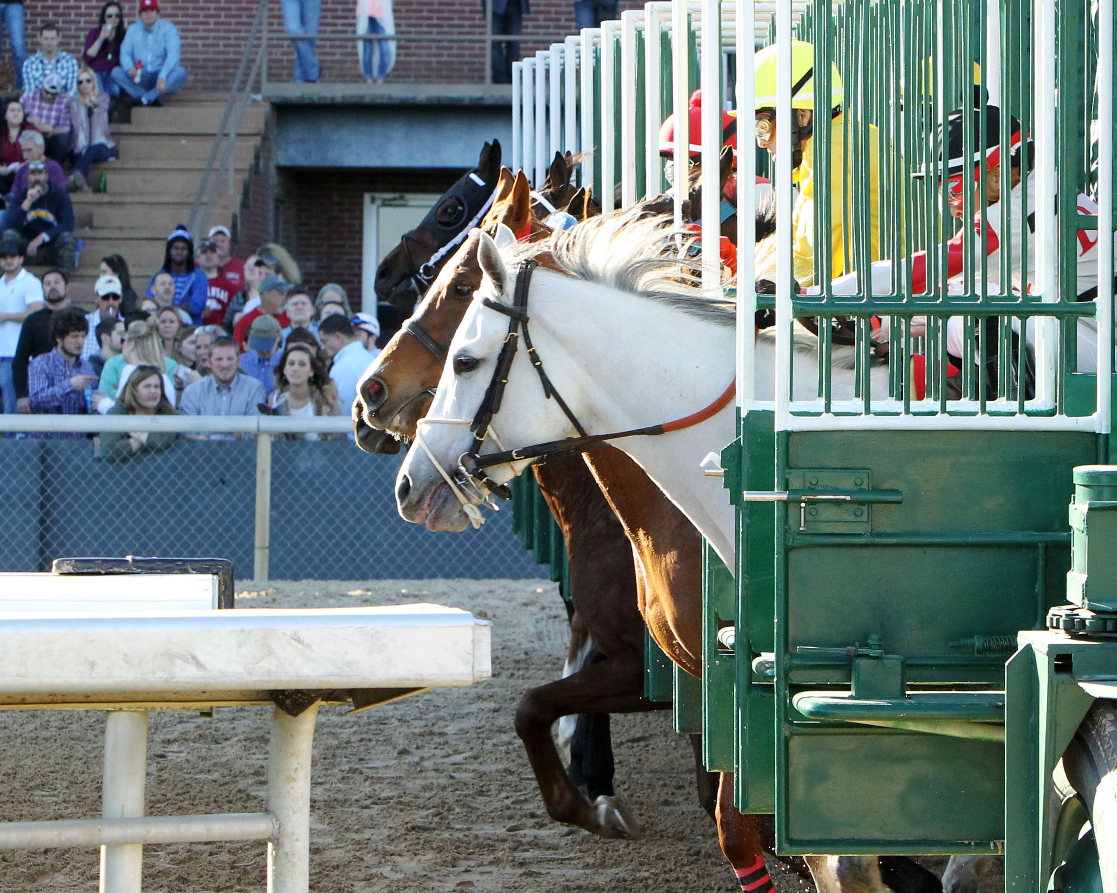 Oaklawn Park starting gate