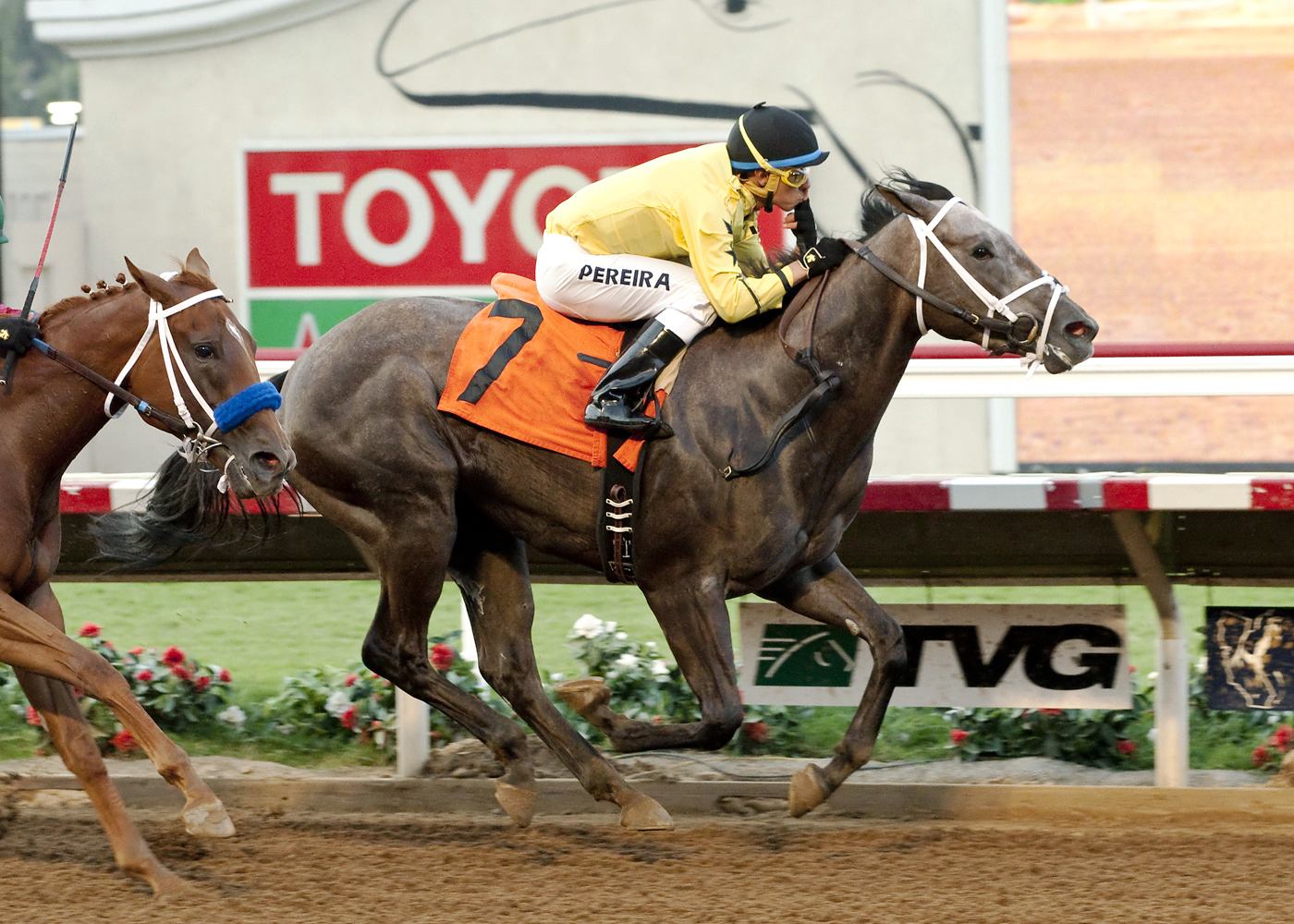 Obey wins the CTBA Stakes