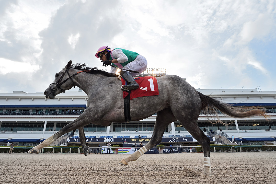 Obligatory wins a Feb. 7 maiden race at Gulfstream Park